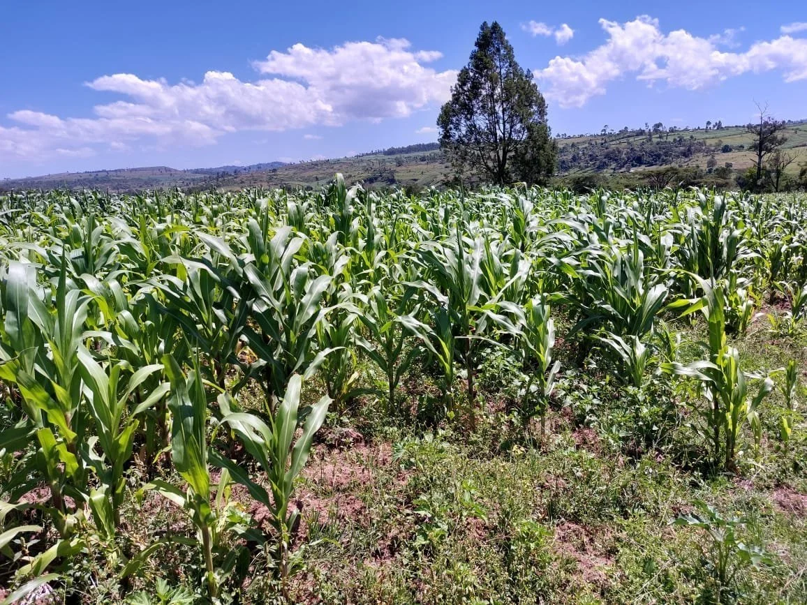 Rows of young maize growing on farmland near Tumaini, Kenya, under a blue sky