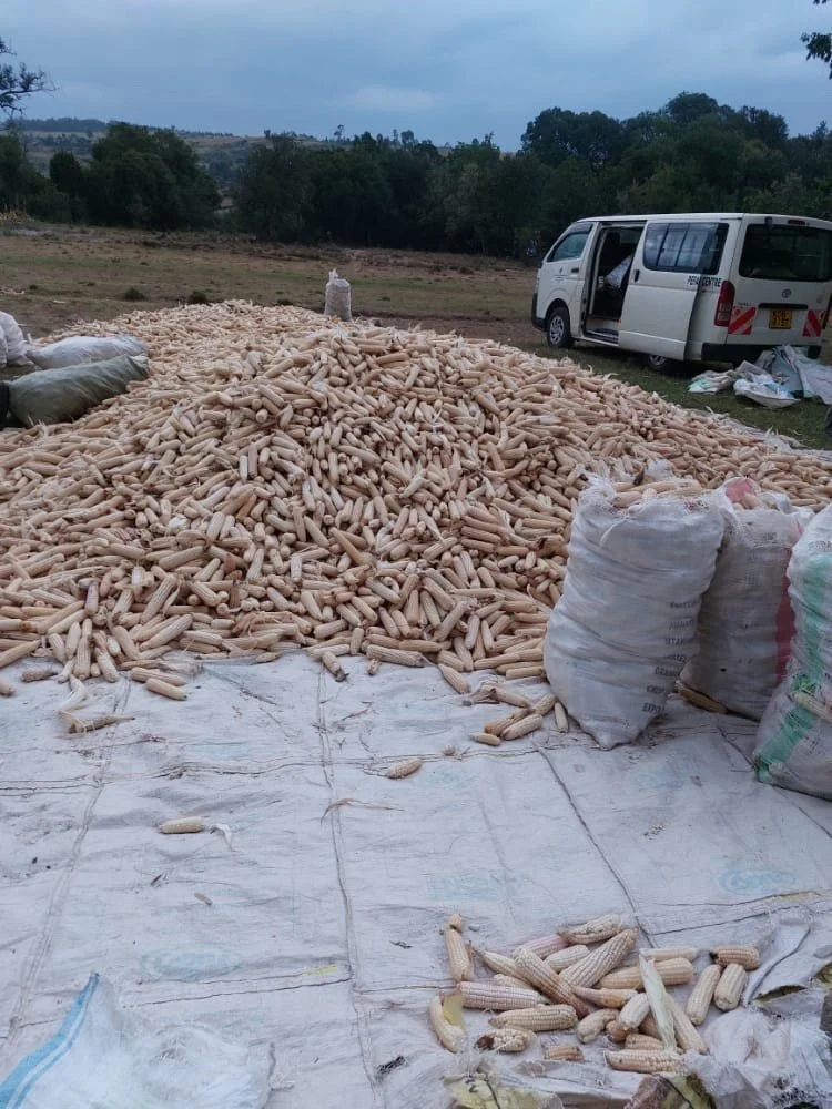 Harvested maize cobs spread out to dry on tarps beside full sacks, with a white van and trees in the background