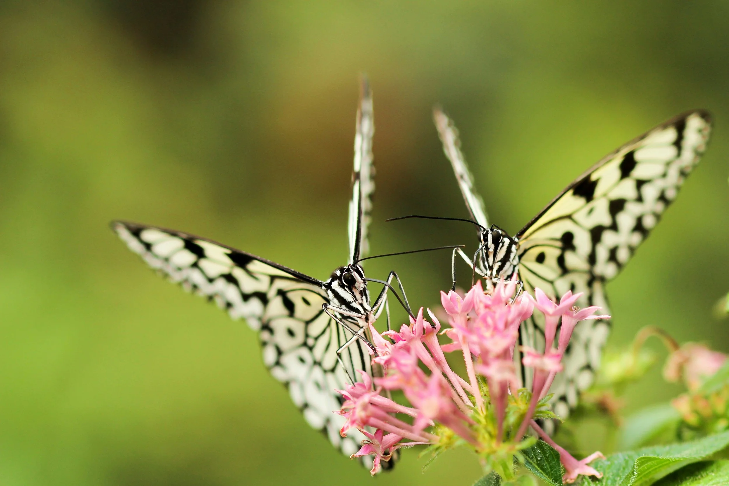 Mindful Collage: Butterflies and Affirmations