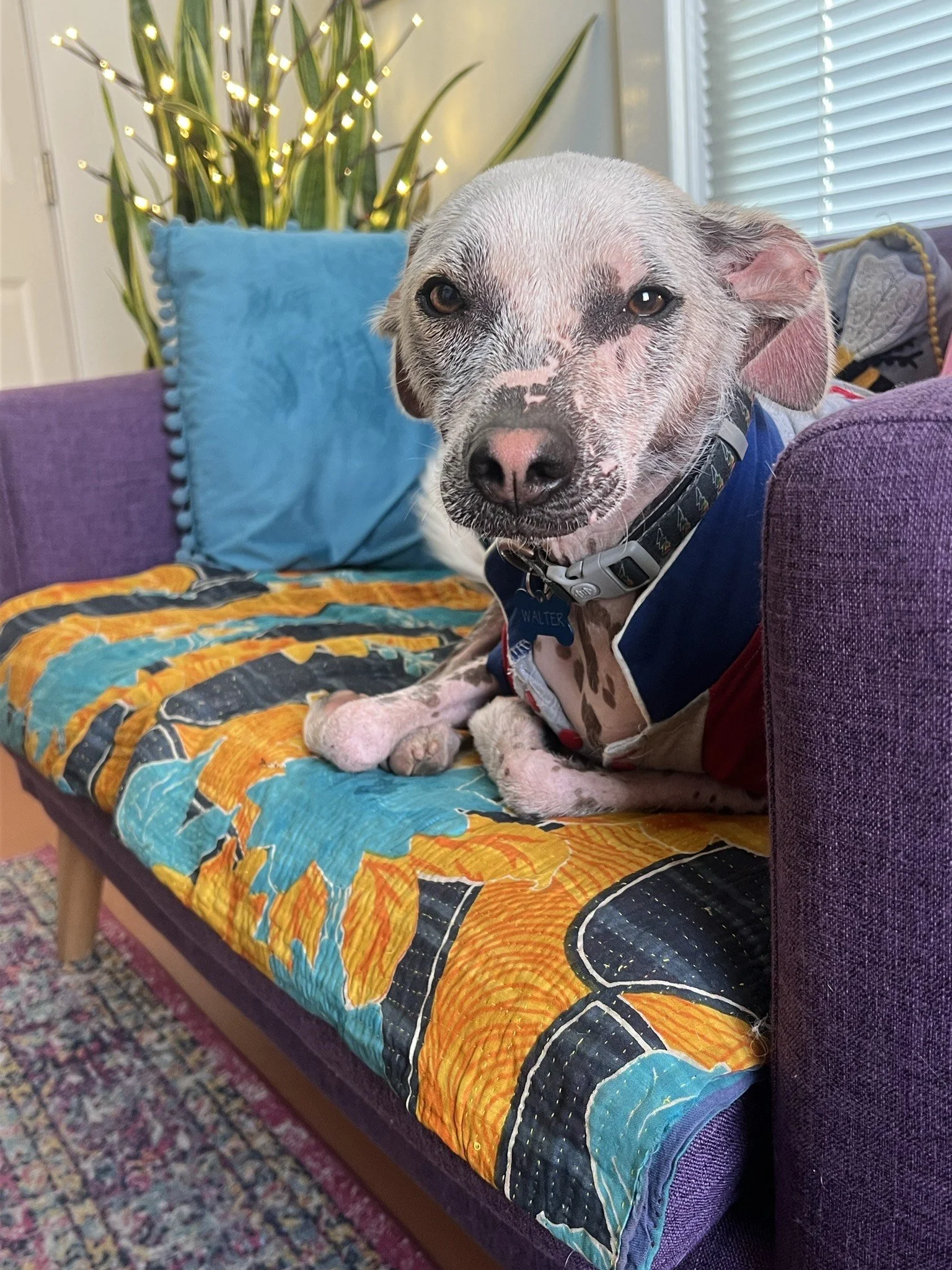 Walter Woo Woo, therapy dog