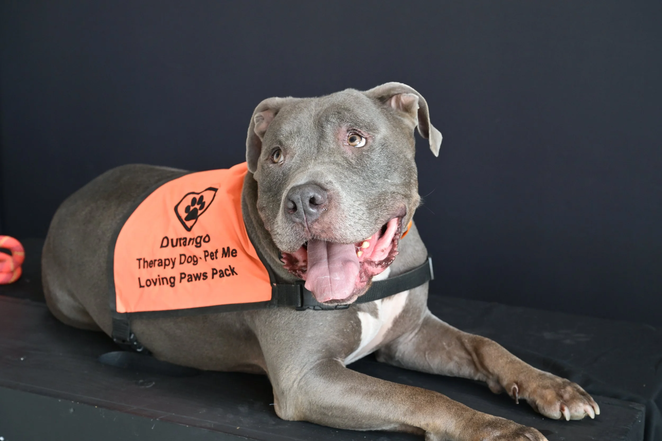 Durango, therapy dog, sitting in a grass wearing a Superman body suit
