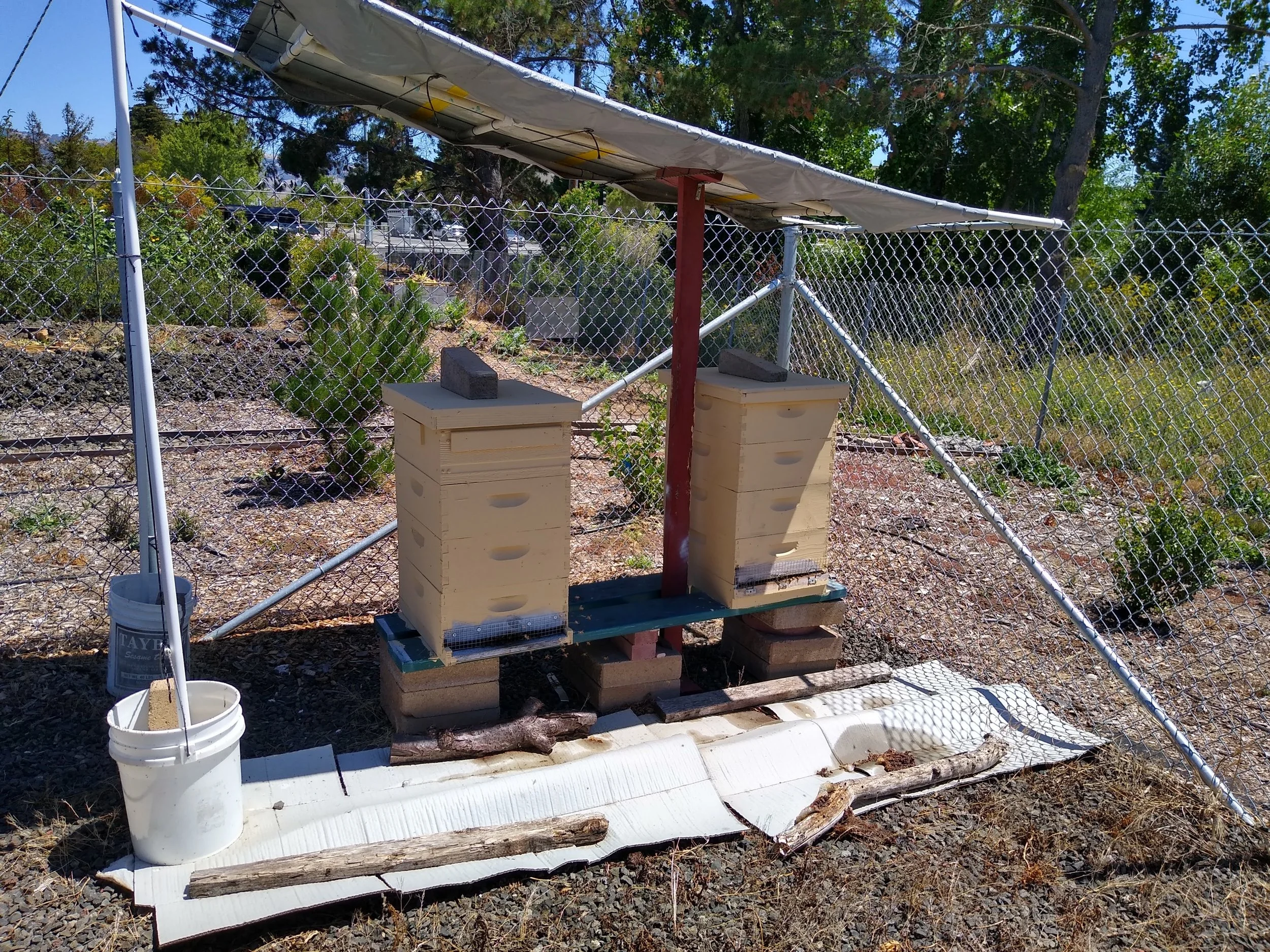 I have been a beekeeper for 10 years and member of Sonoma County Beekeepers Association. Bees provide pollination service to the St. James Church Community Garden as well as providing honey I give away. 