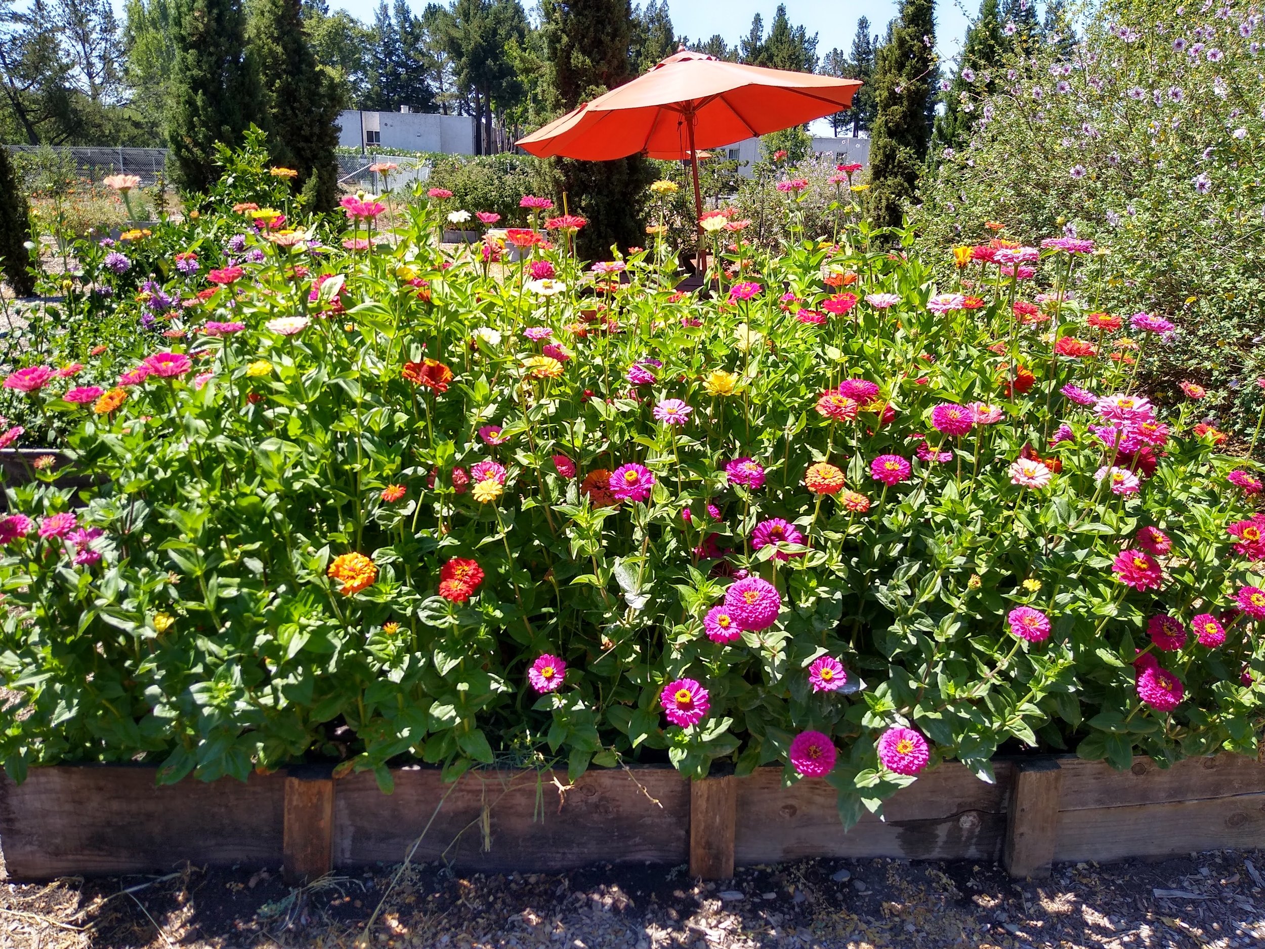 St. James Church Community Garden. Volunteers collect produce weekly for Salvation Army Kitchen. It is also a meditation and prayer garden. 