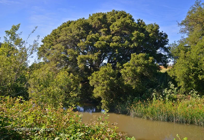 Oak on river bank in north floodplain.  This is a community effort to establish a river path, park, and protected habitat in this area. 