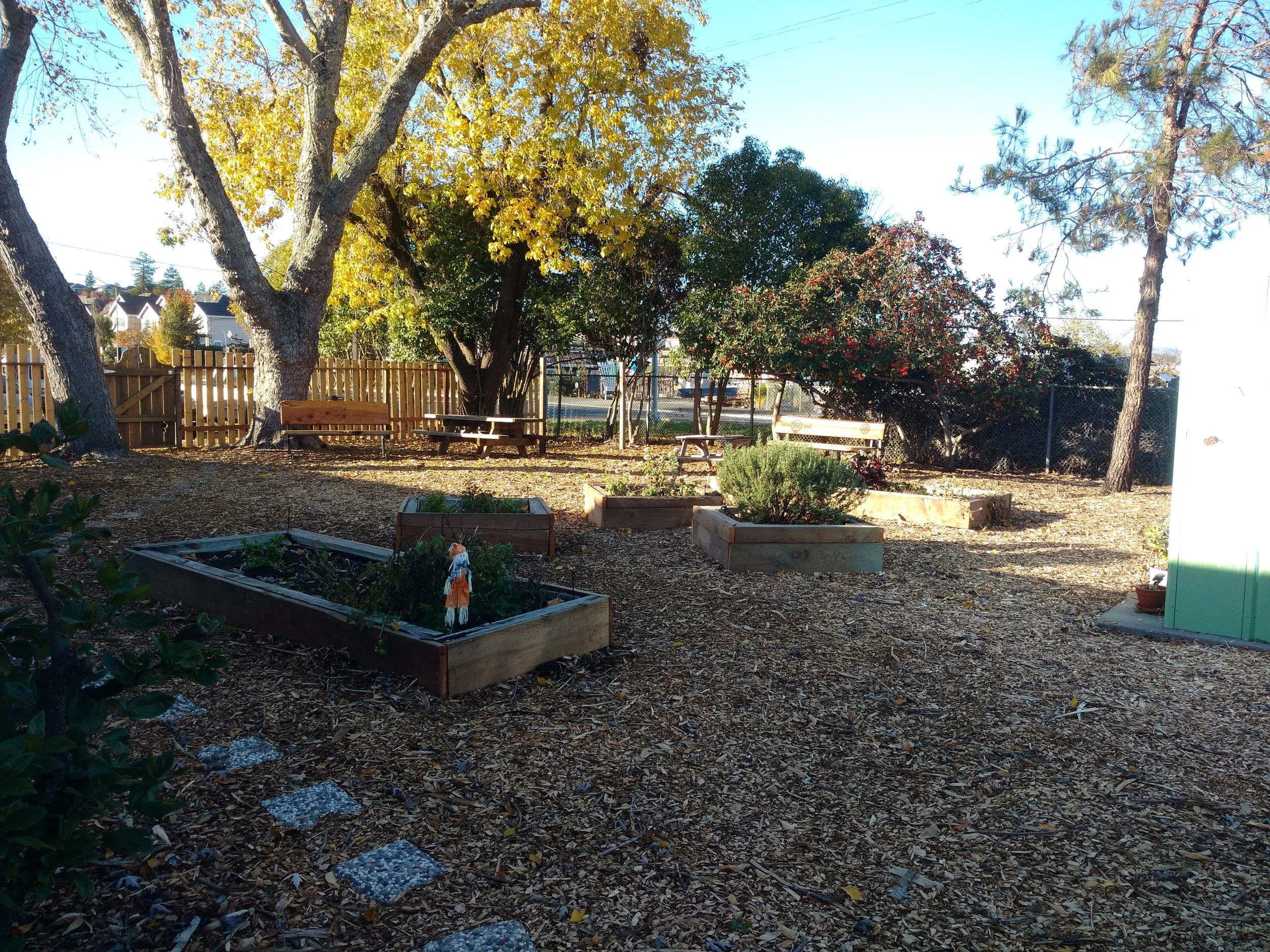 Rotary asked me to help rebuild the Serenity Garden at Petaluma People Services. Rotary awarded me the honor of the Paul Harris Award for my help on the project and all the community service I do. 