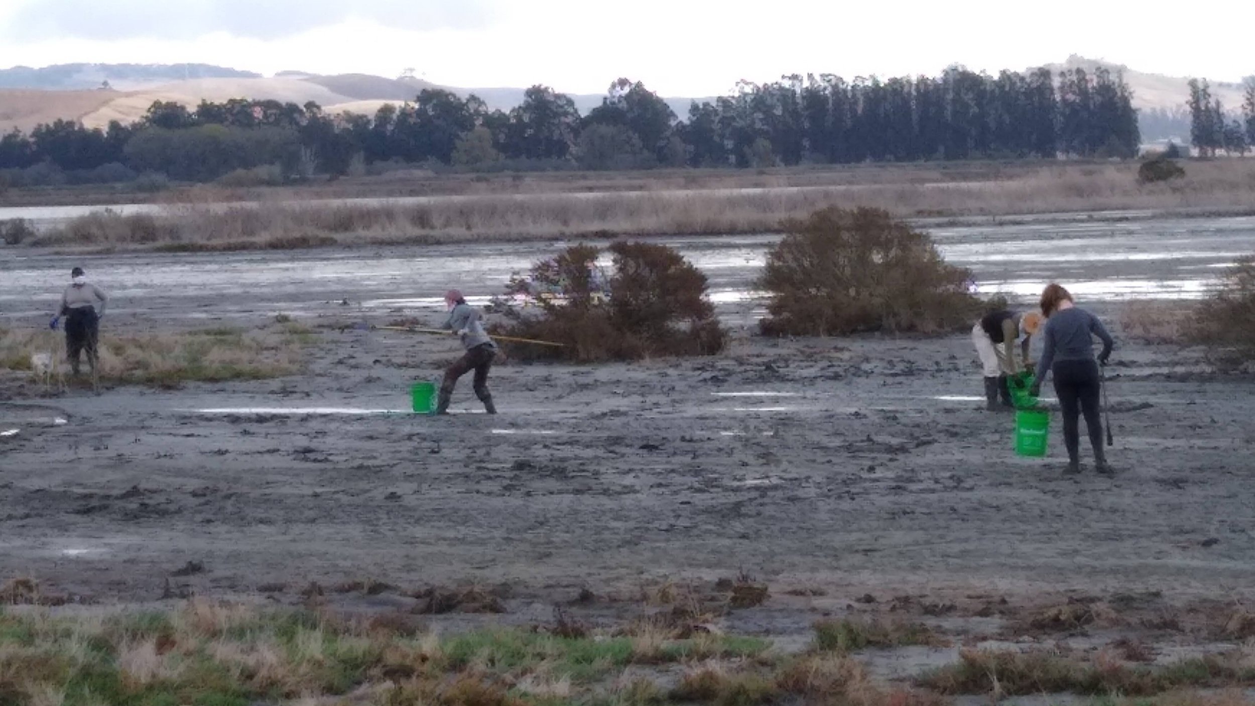 Teams of volunteers stepped through muck to collect dredge spoils trash. 