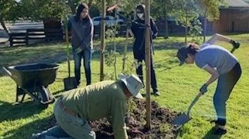 I helped ReLeaf Petaluma get a grant to plant 150 trees in Wiseman Park and we joined with city staff and Rebuild Together Petaluma (200 volunteers showed up) and we got all 150 trees in the ground in 5 hours. In this image I am training teens in the