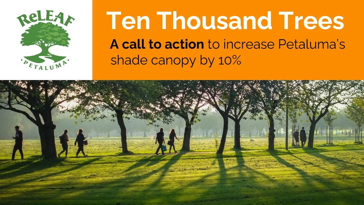 ReLeaf Petaluma is a nonprofit not two years old. We developed an initiative to plant 10,000 trees in Petaluma to expand the urban canopy by 10%. AIA consultants who recently reviewed our city recommended an additional 10,000 trees along our streets.