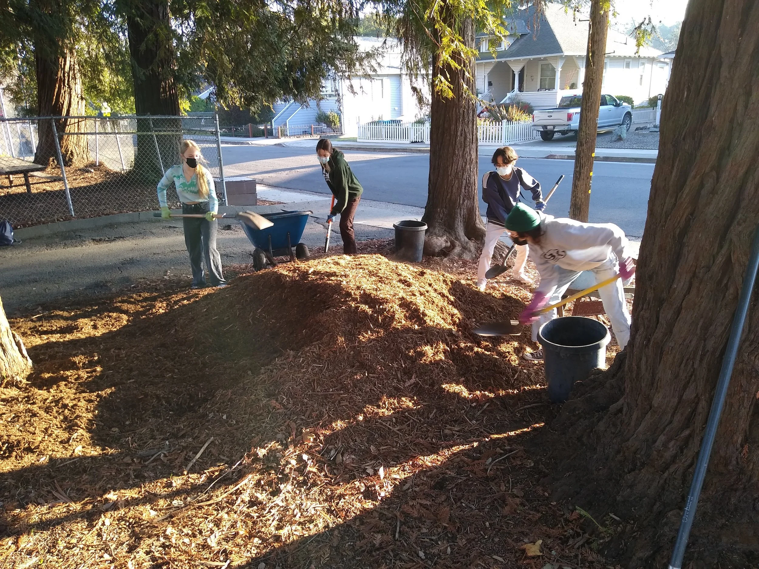 The Environmental Club of PHS come out to McNear Park to apply wood chip mulch to trees under my supervision. This mulch helps conserve soil water. and reduces compaction. 