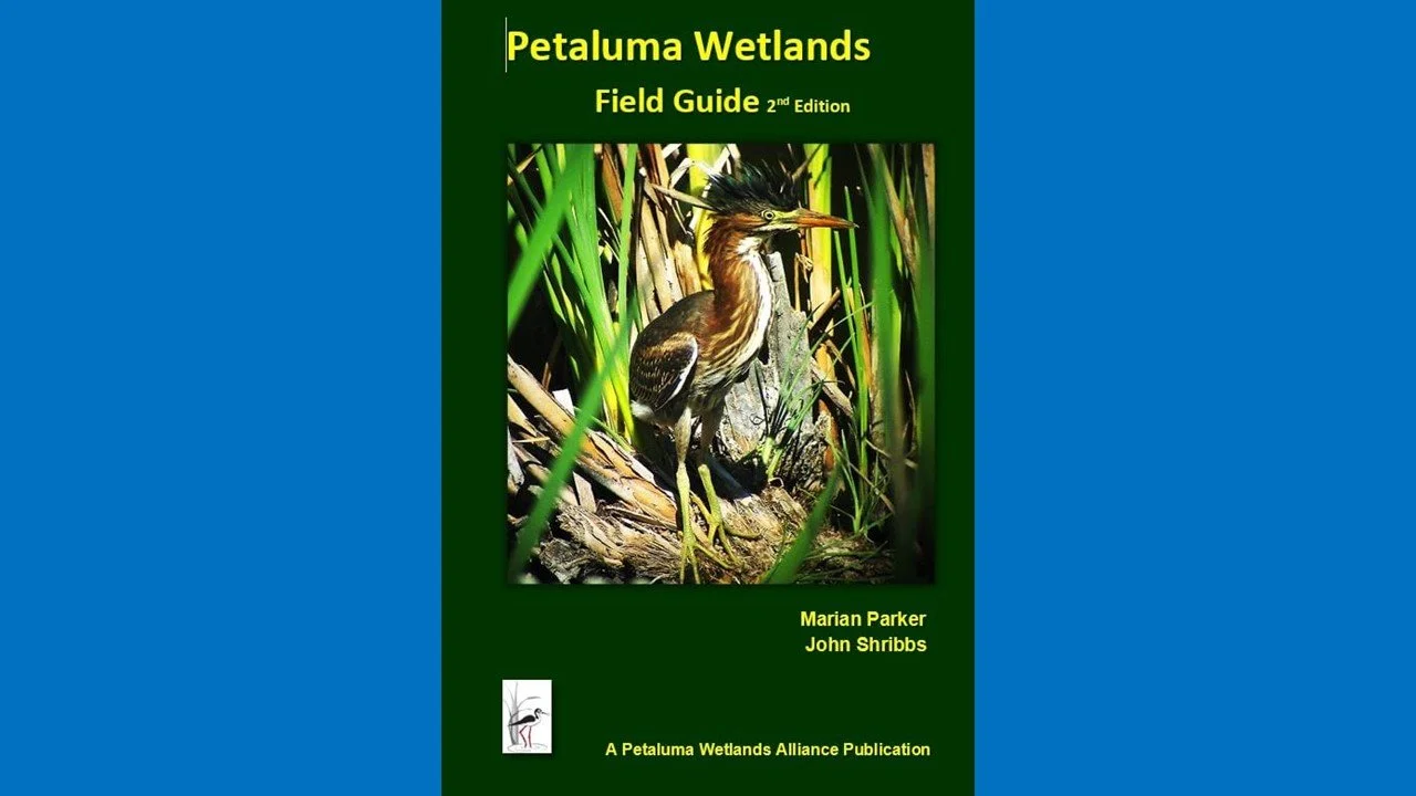 I co-wrote the Petaluma Wetlands Field Guide photographing and documenting all the plants and writing many other sections. It can be purchased on the PWA website by clicking on image. 