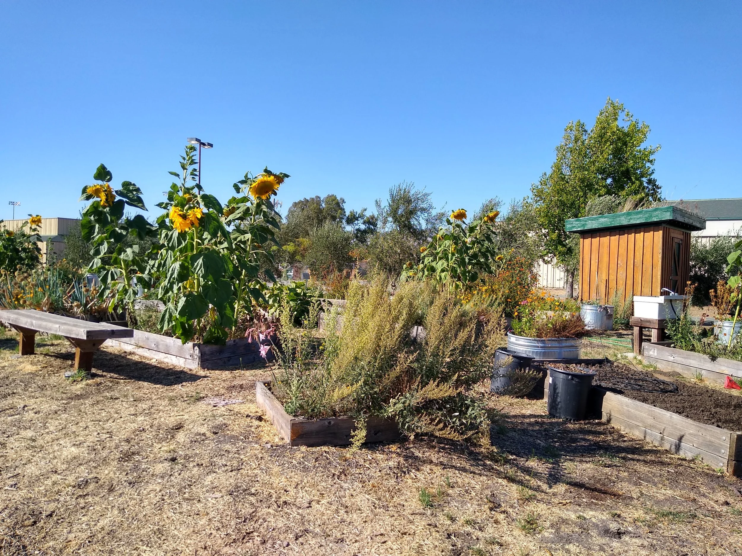 Raised Bed Garden in OLE built with help and funding from Rotarians.  42 Raised beds now used by garden classes at CGHS. Shed made by PHS woodshop students with green roof made with help of Eagle Scout.