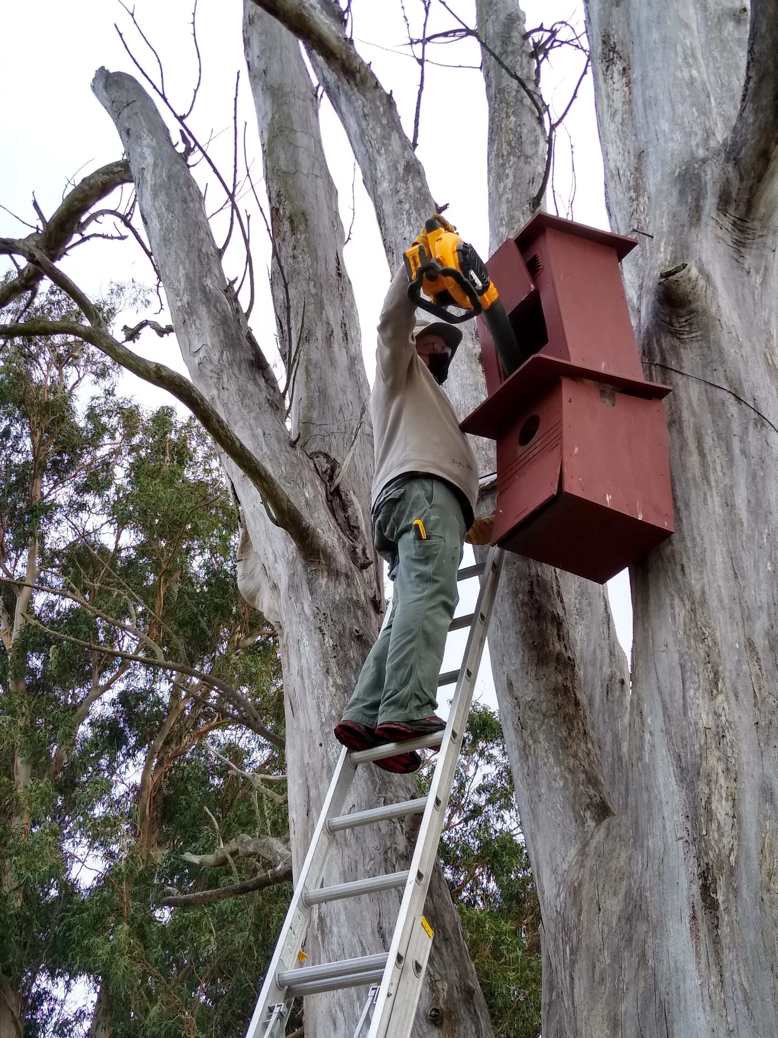 Here I am cleaning out the owl box at ECWRF I rebuilt   on the dead Eucalyptus tree adding a phone based camera to watch owlets grow. PWA volunteers count all the bone remains in this box after cleanout for research.