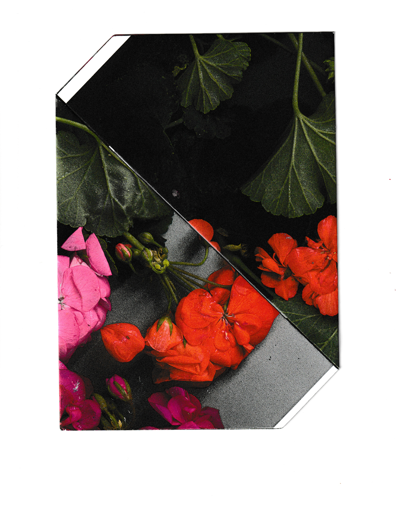 A photo of bright red and pink geranium flowers with long leafy stems printed on paper and folded diagonally across the centre.