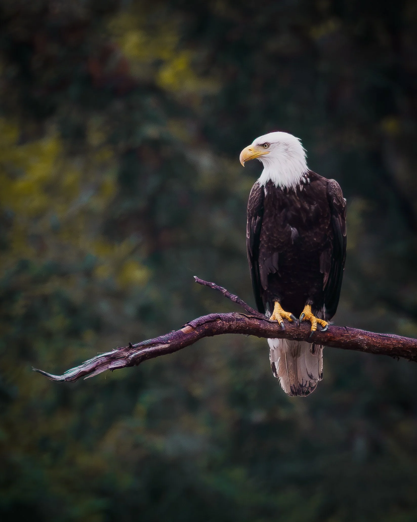 Cascage Head Wildlife-6.jpg
