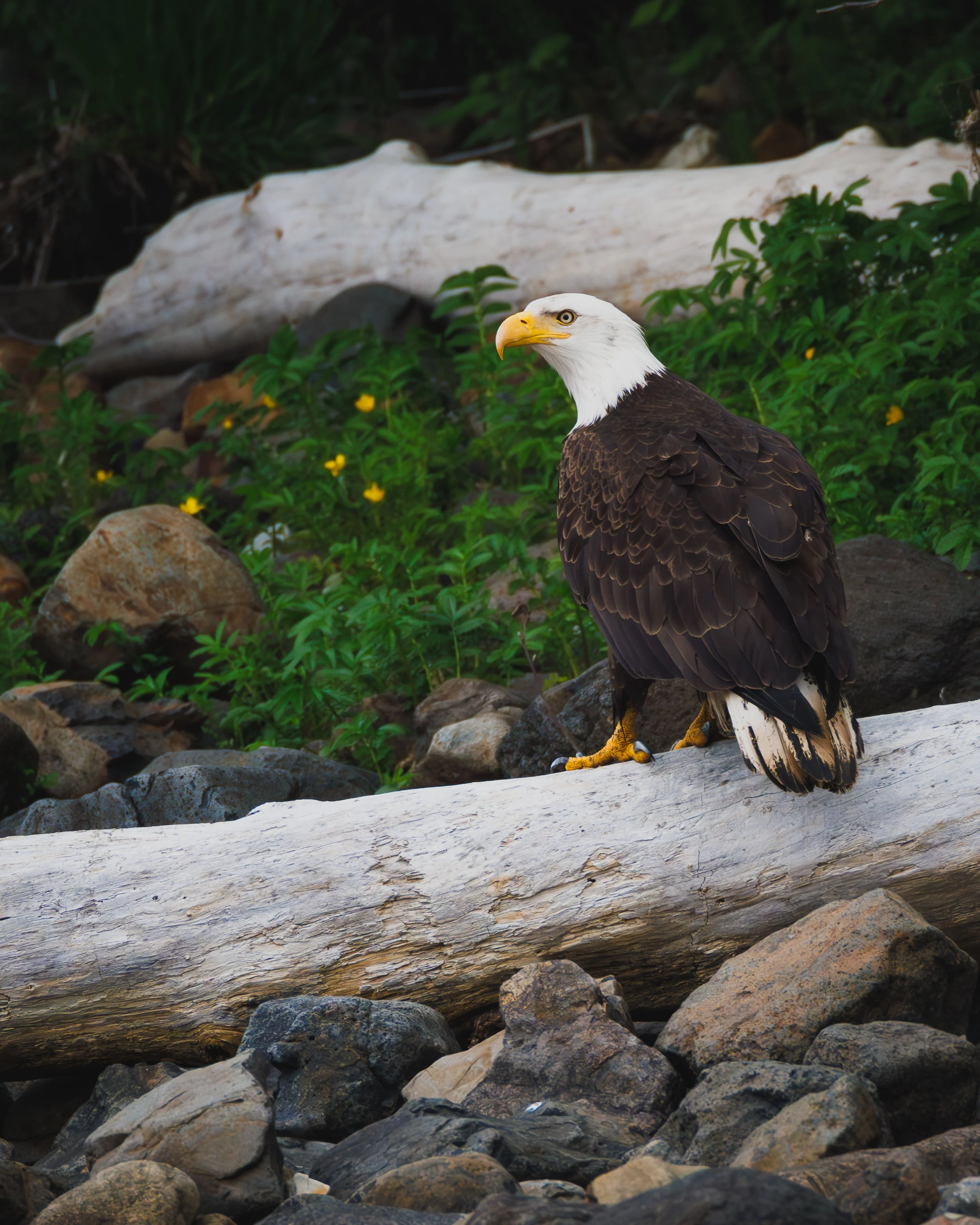 Cascage Head Wildlife.jpg