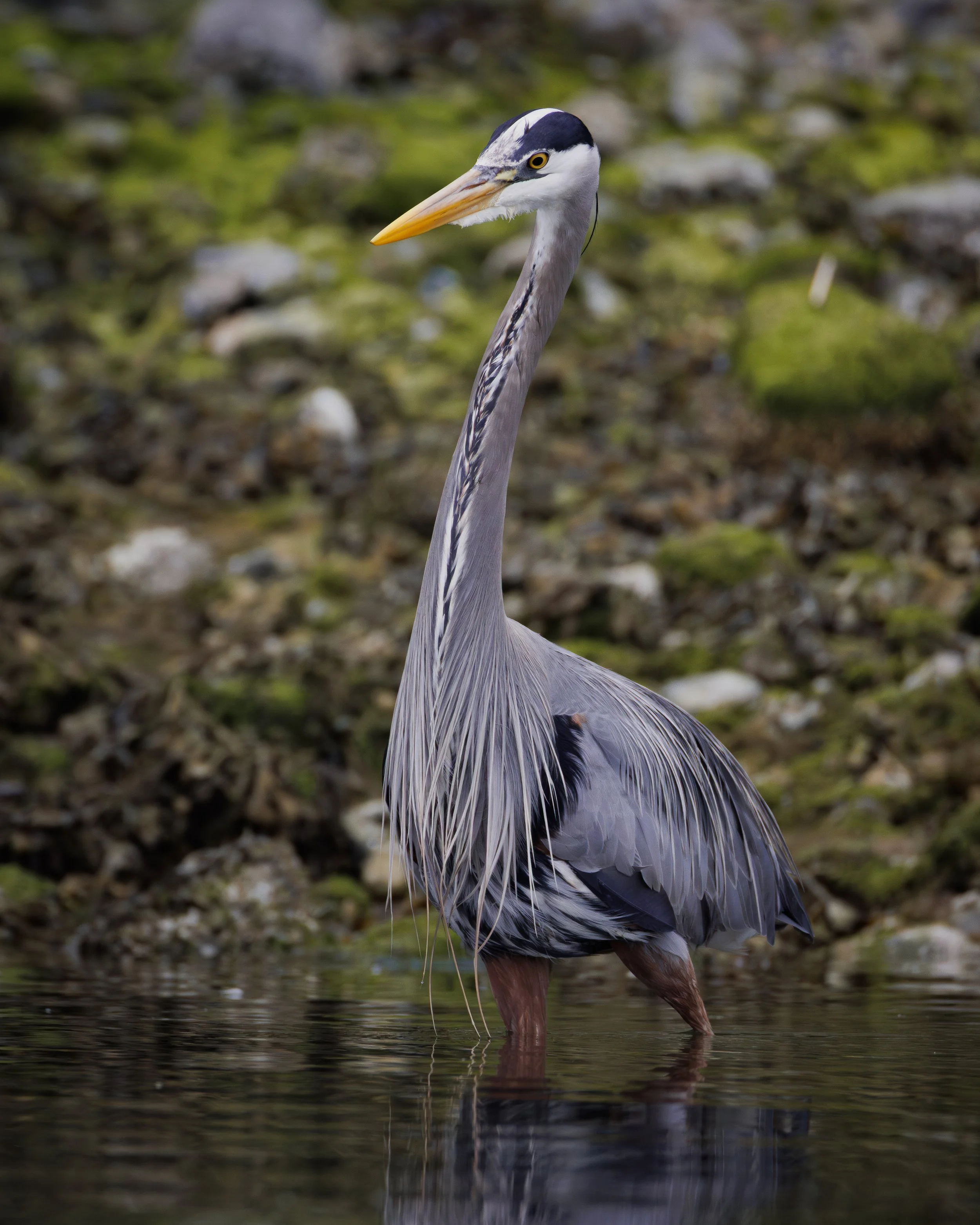 Cascage Head Wildlife-3.jpg