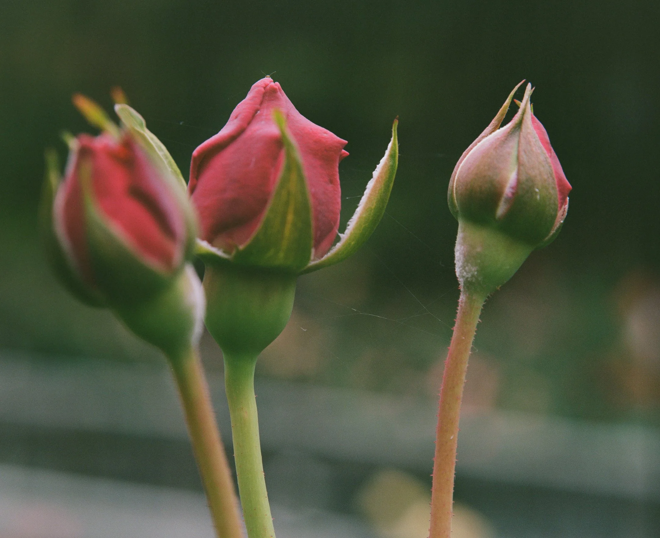 Rose Garden-1.jpg