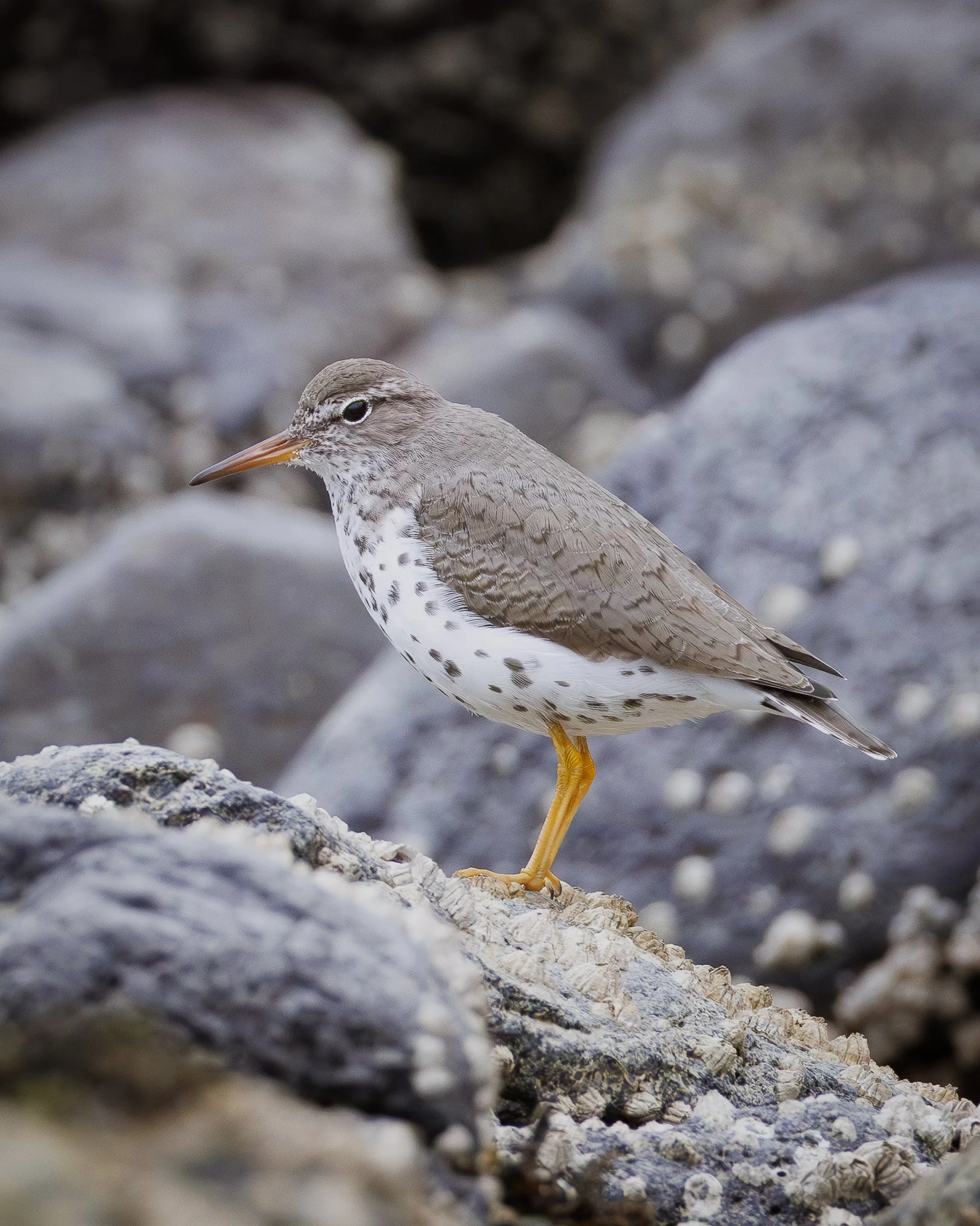 Cascage Head Wildlife-5.jpg