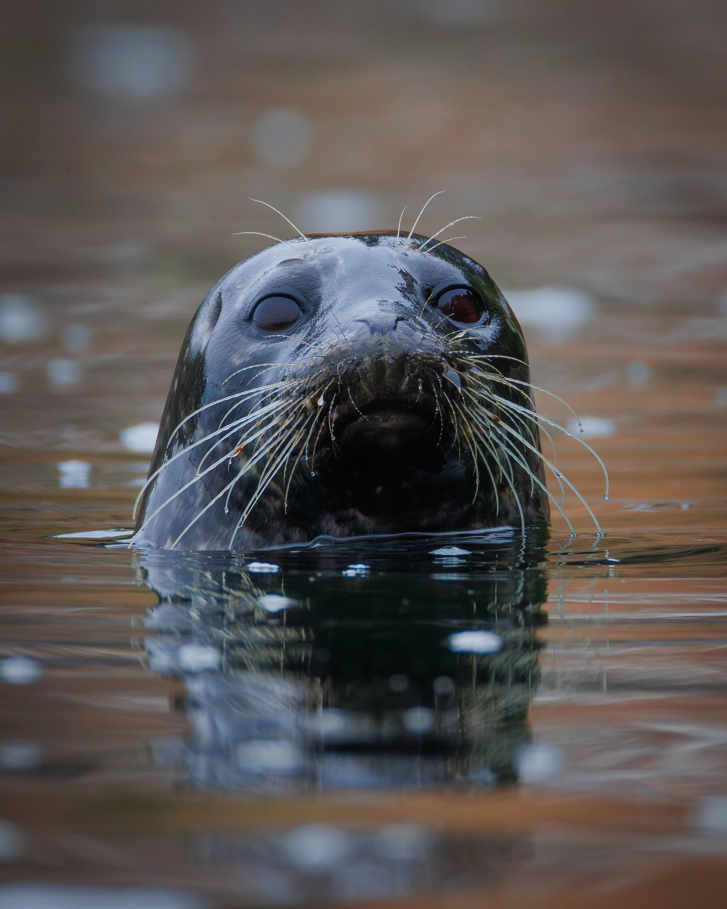 Cascage Head Wildlife-4.jpg