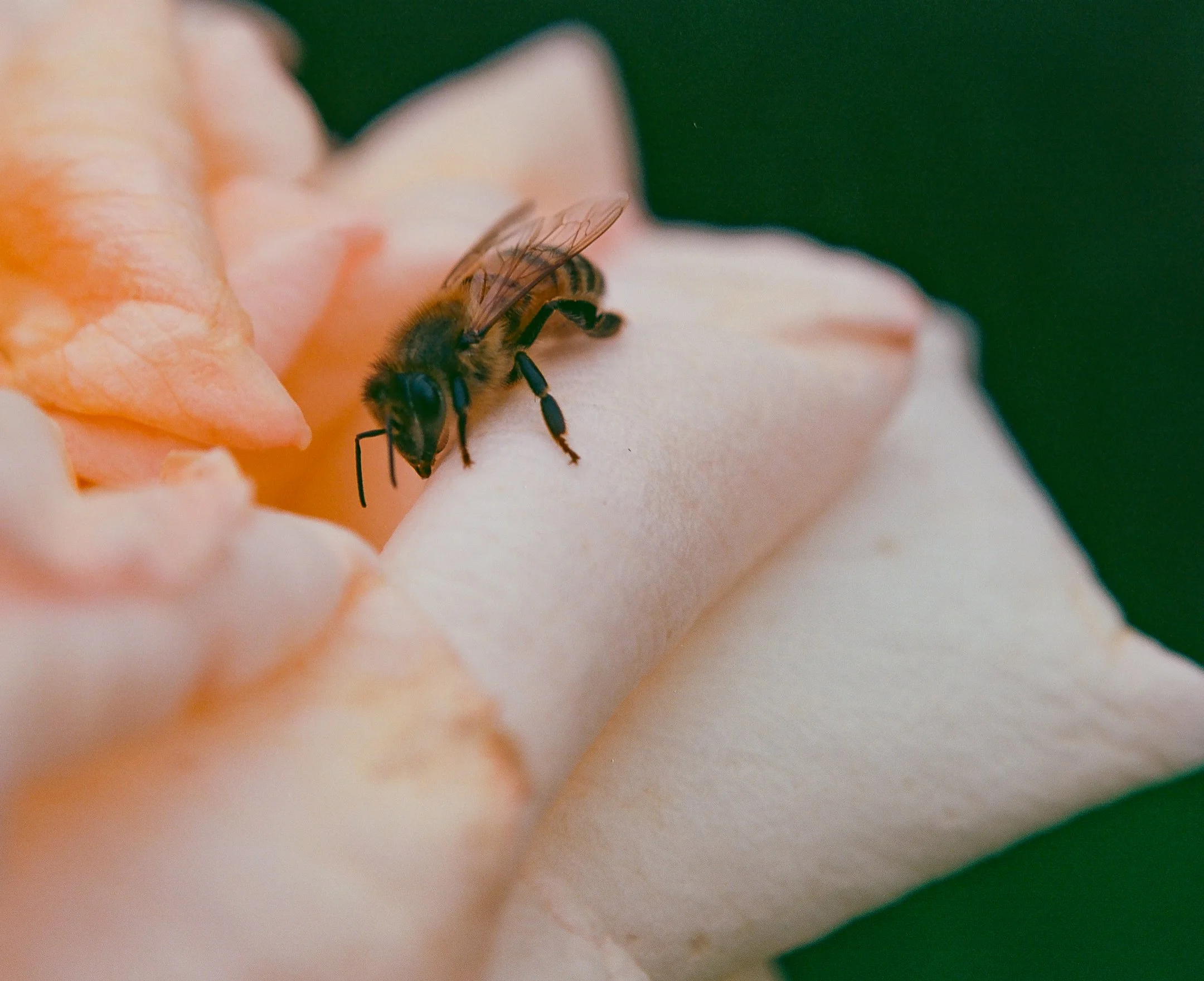 Rose Garden-8.jpg