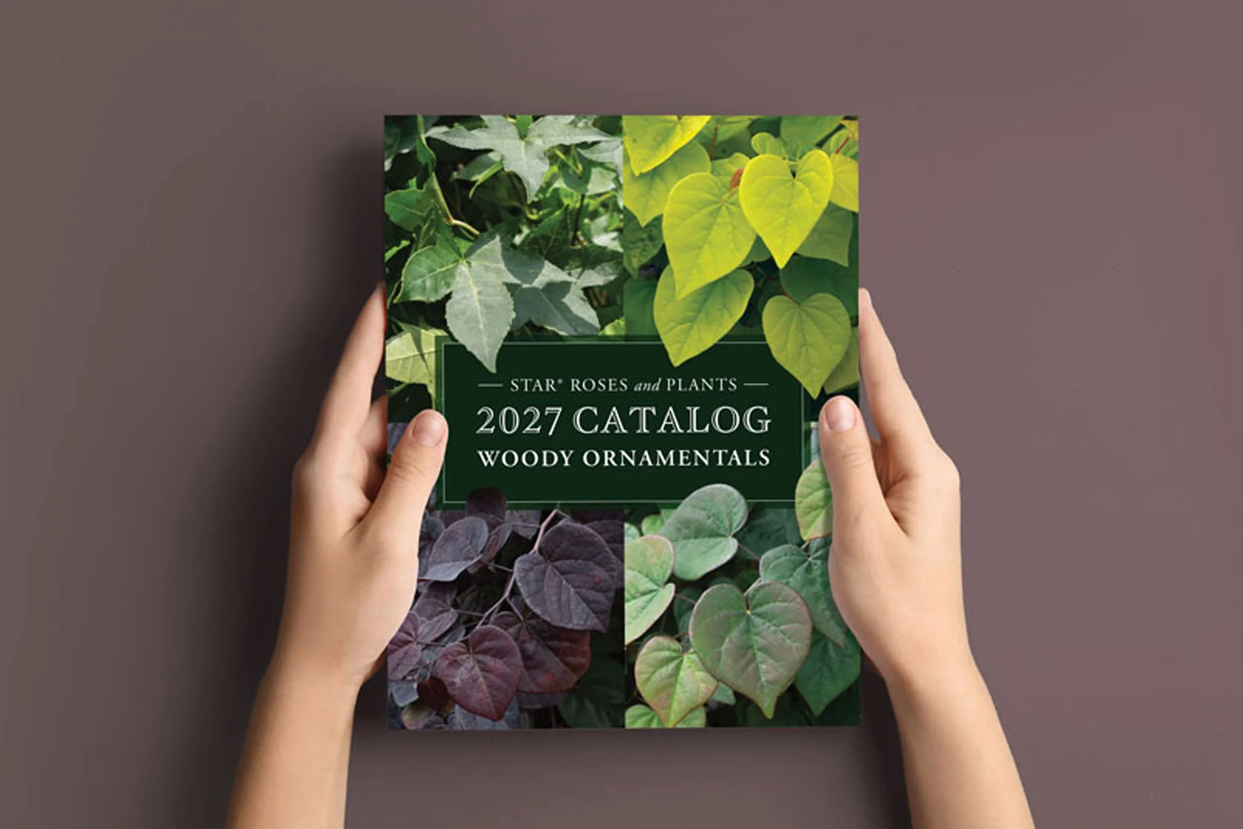 🔗  2027 Woody Ornamentals Catalog   