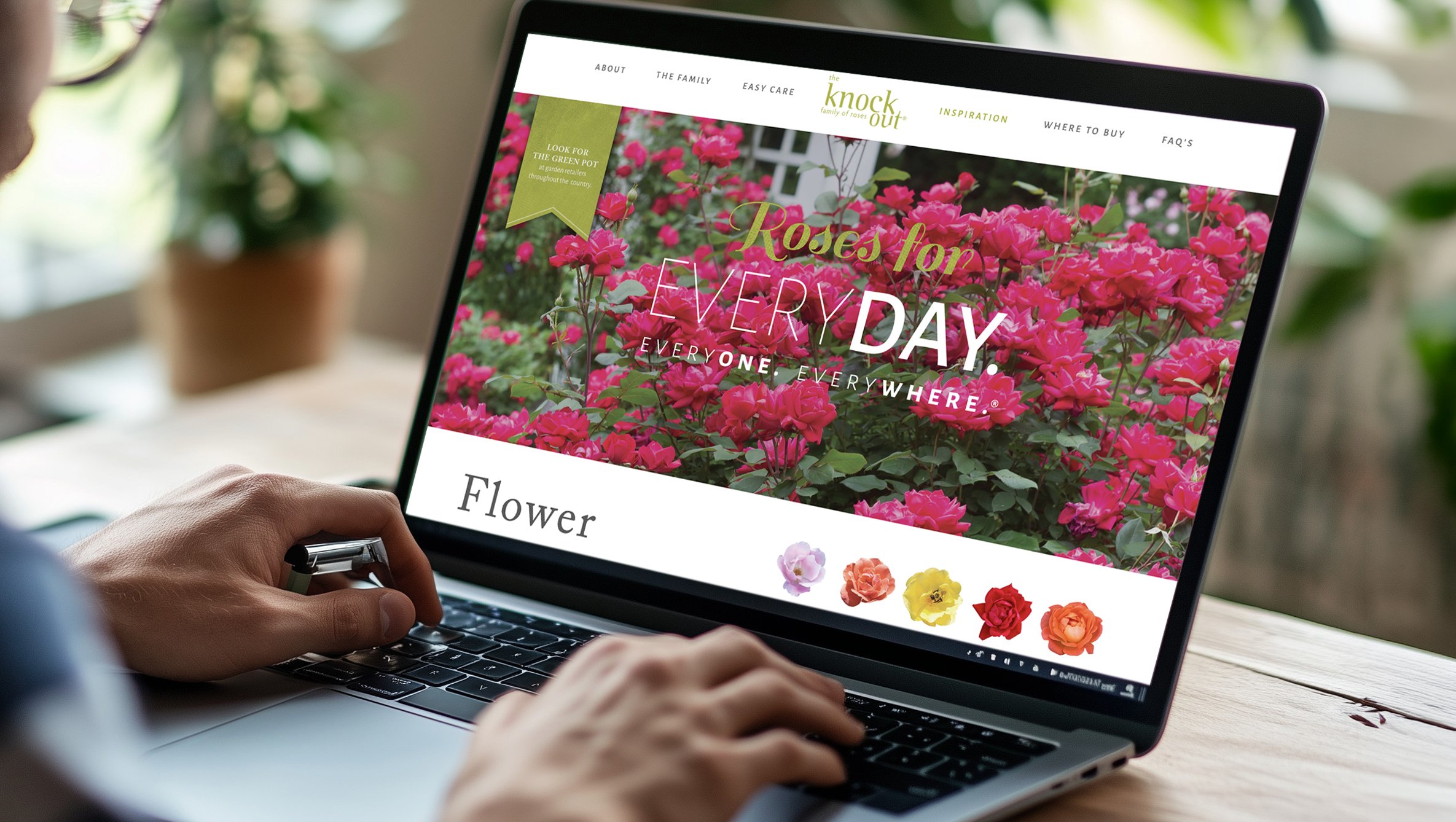 🔗  Knock Out Roses Website