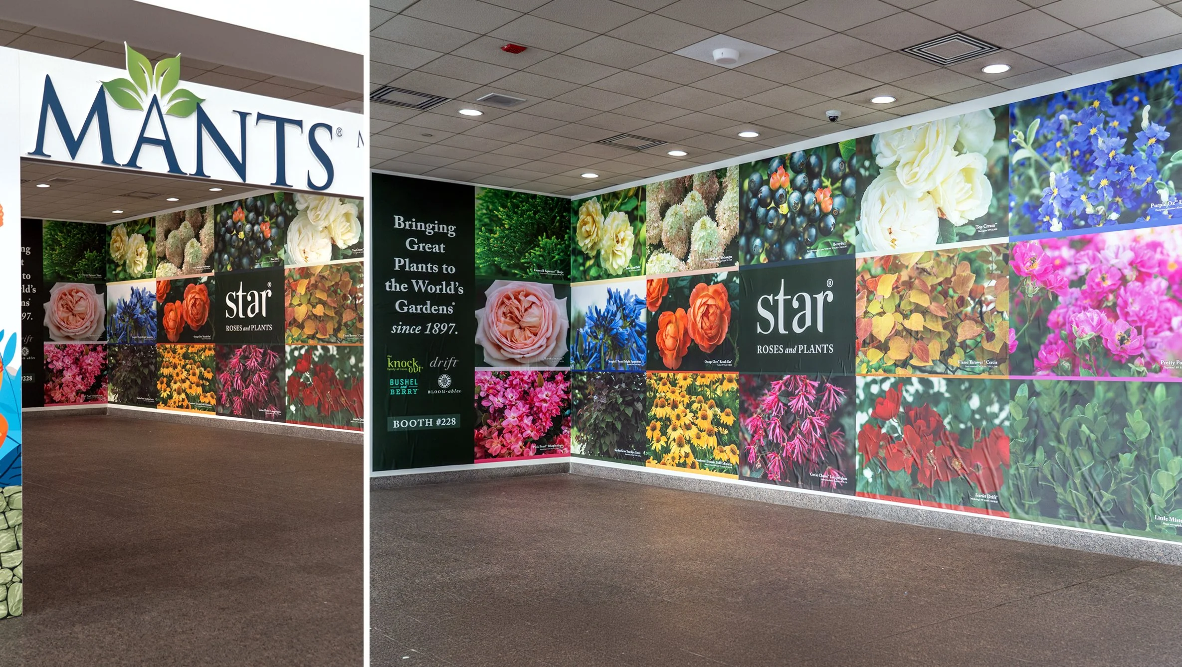 Star Trade Show Wall Display