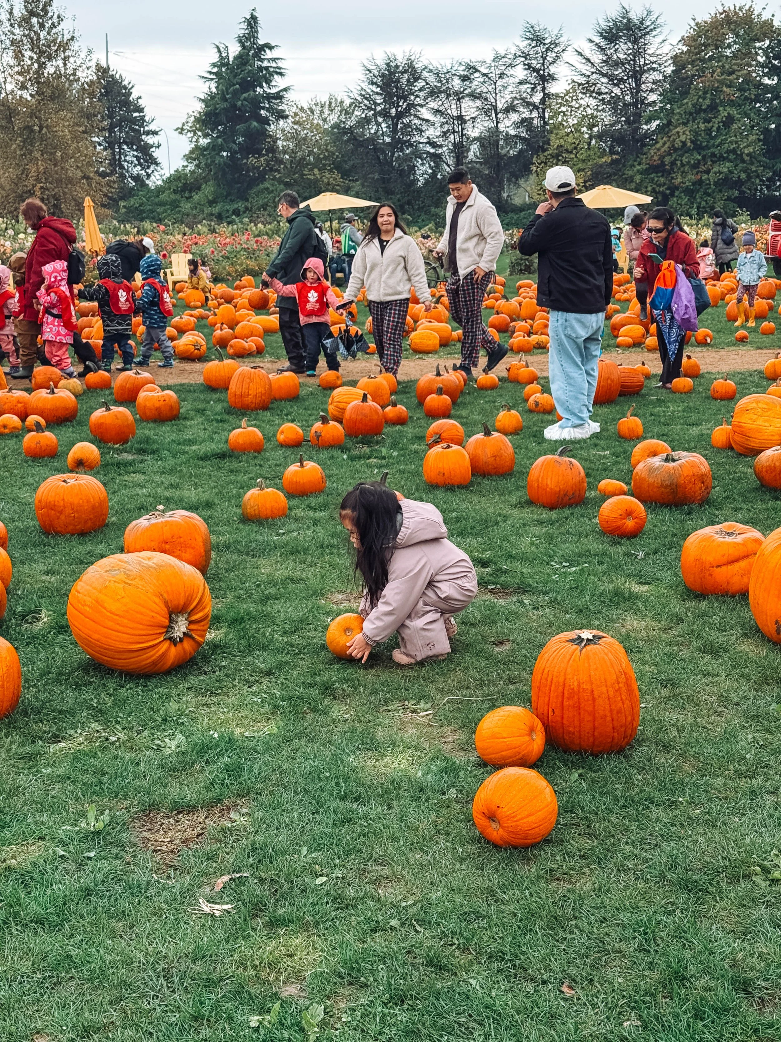 People, including children and adults, picking pumpkins at a pumpkin patch with orange pumpkins scattered on the grass, trees in the background, and some with umbrellas.