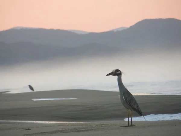 bird on beach, foggy and pink sky