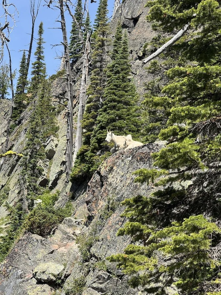 goat and kid on rocky cliff with trees