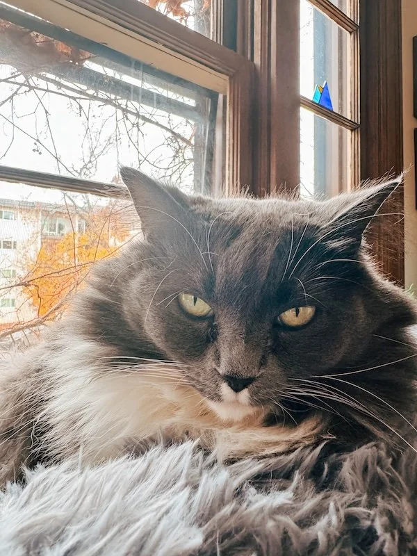 LUNA looking straight into the camera in a window seat with orange leaves behind her