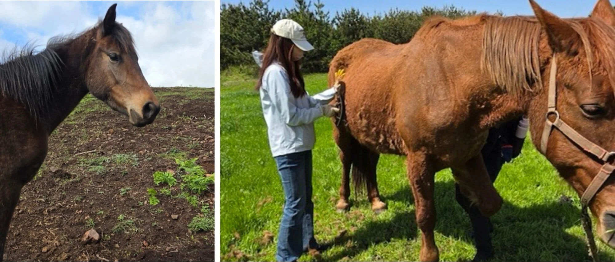 Mare Forest Horse Sanctuary in Jeju