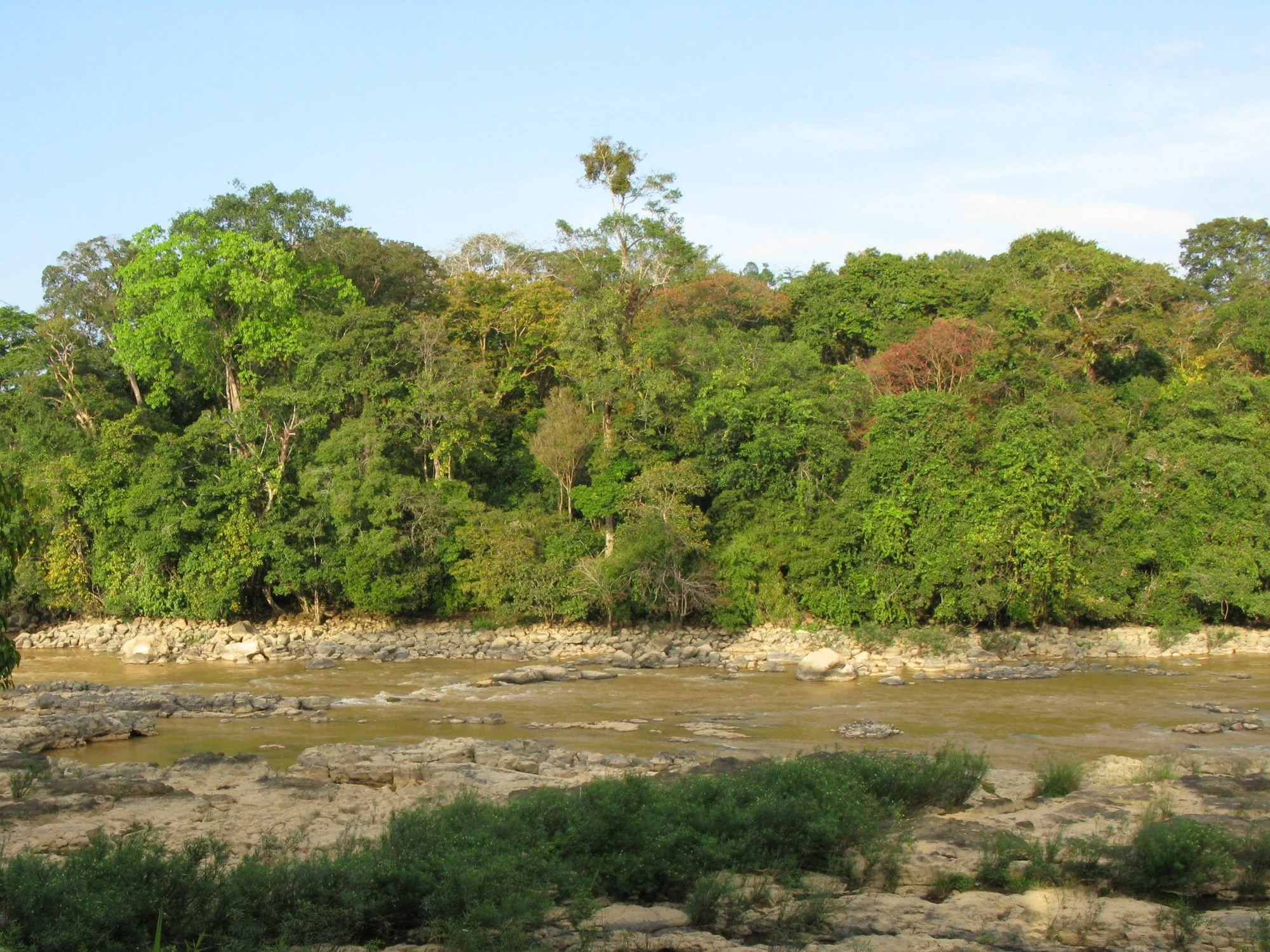 BenCu_forest_structure_23Dec08.jpg