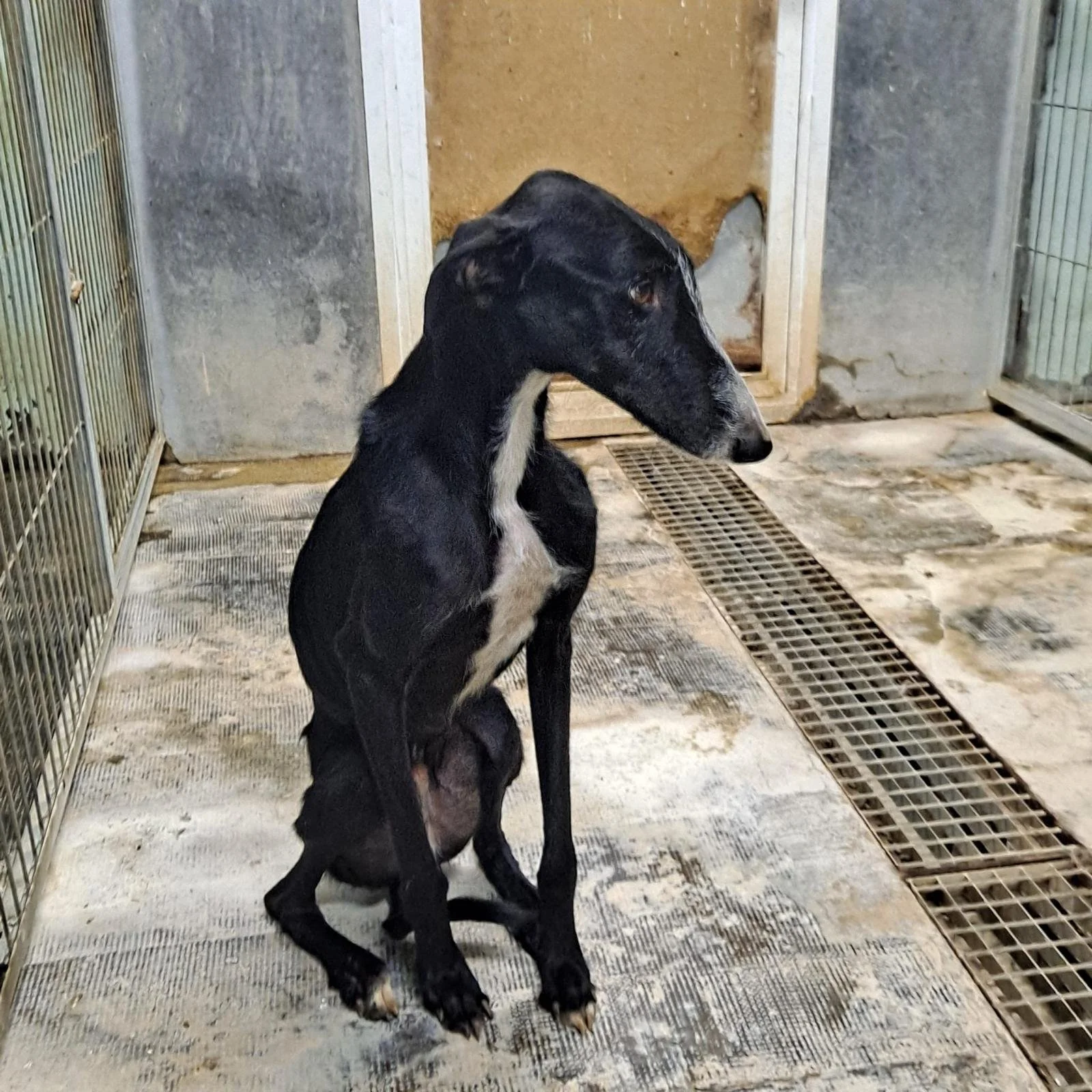 Joulukeräys Baasgalgolle lopetusuhan alla olevien galgojen auttamiseksi