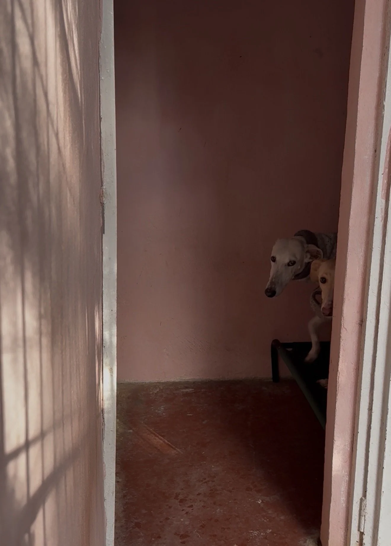 Dia del Galgo keräys Madridin alueen tarhoille