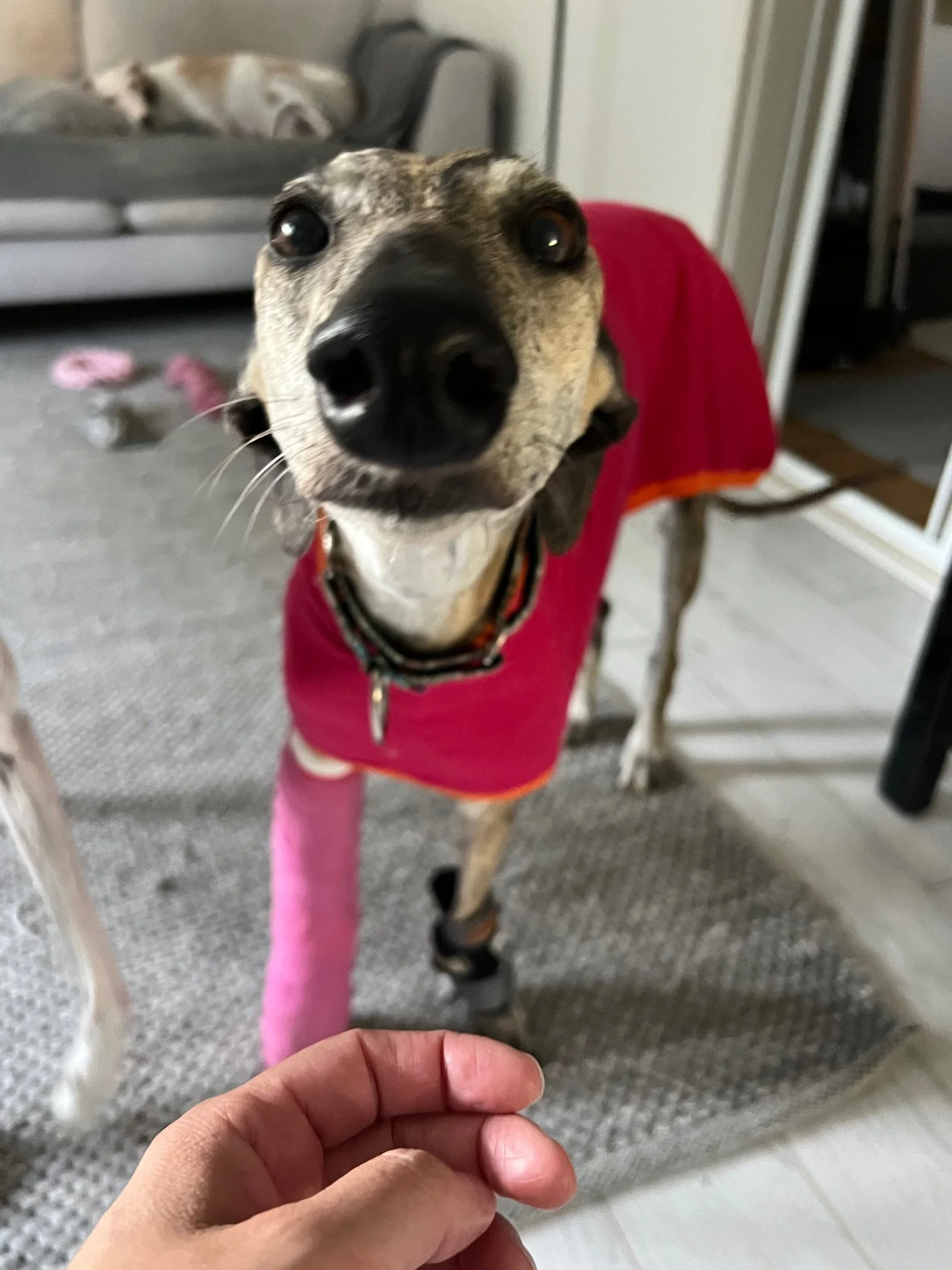 BB:n muistokeräys Galgos del Surin hyväksi 1.–3.5.2026