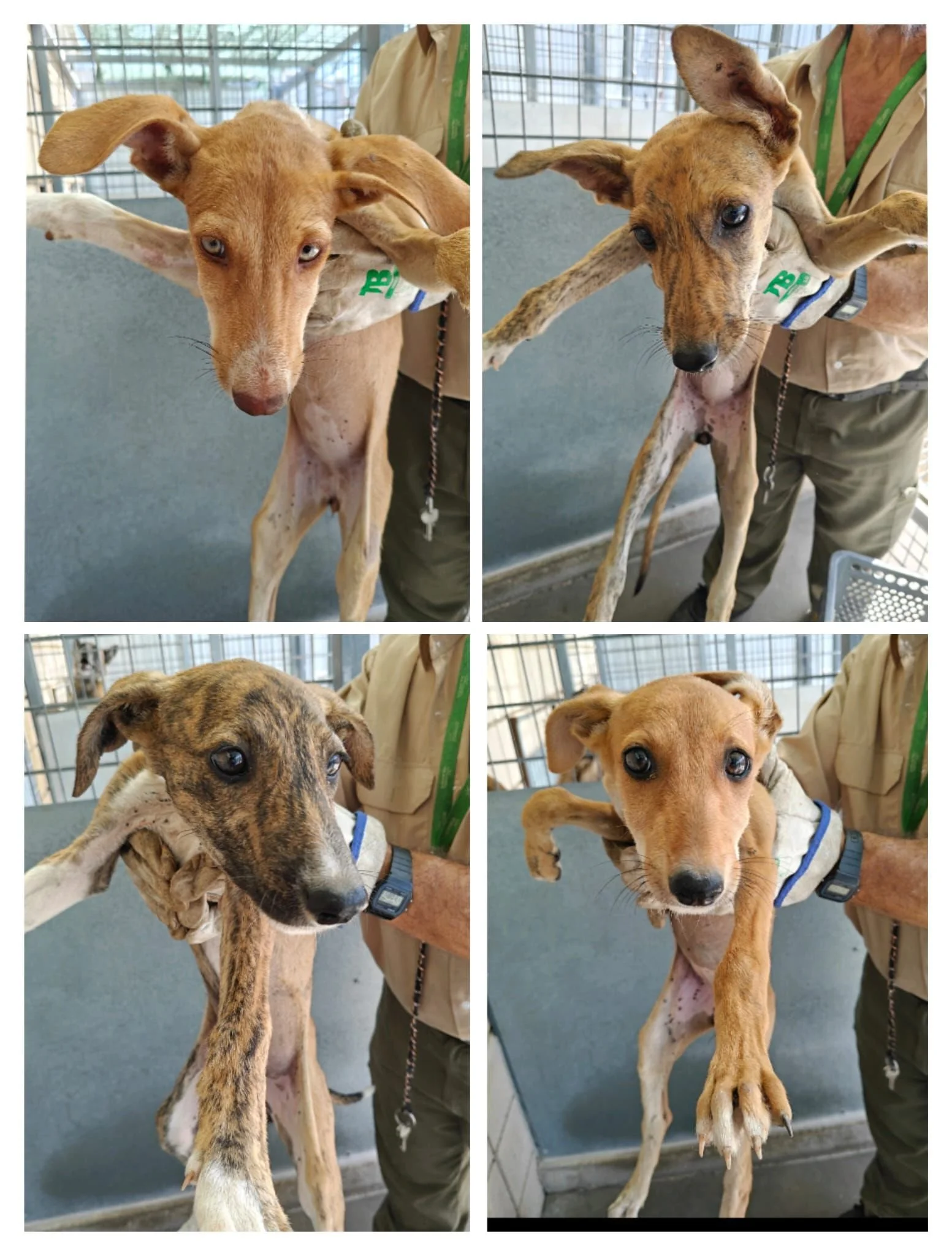 Keräys Galgos del Surille pentujen auttamiseksi 6.-11.9.2026