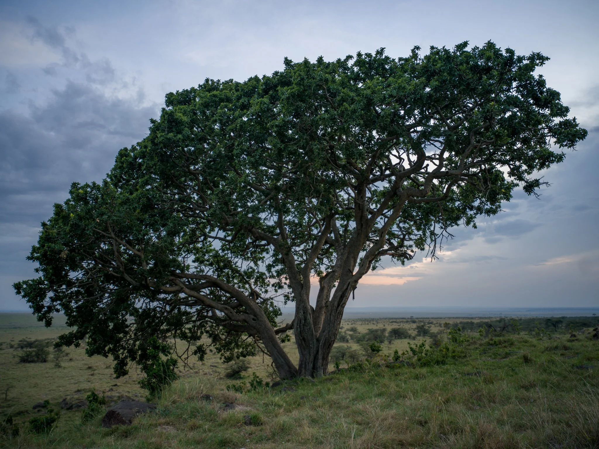 Conservancy - Sundowners 