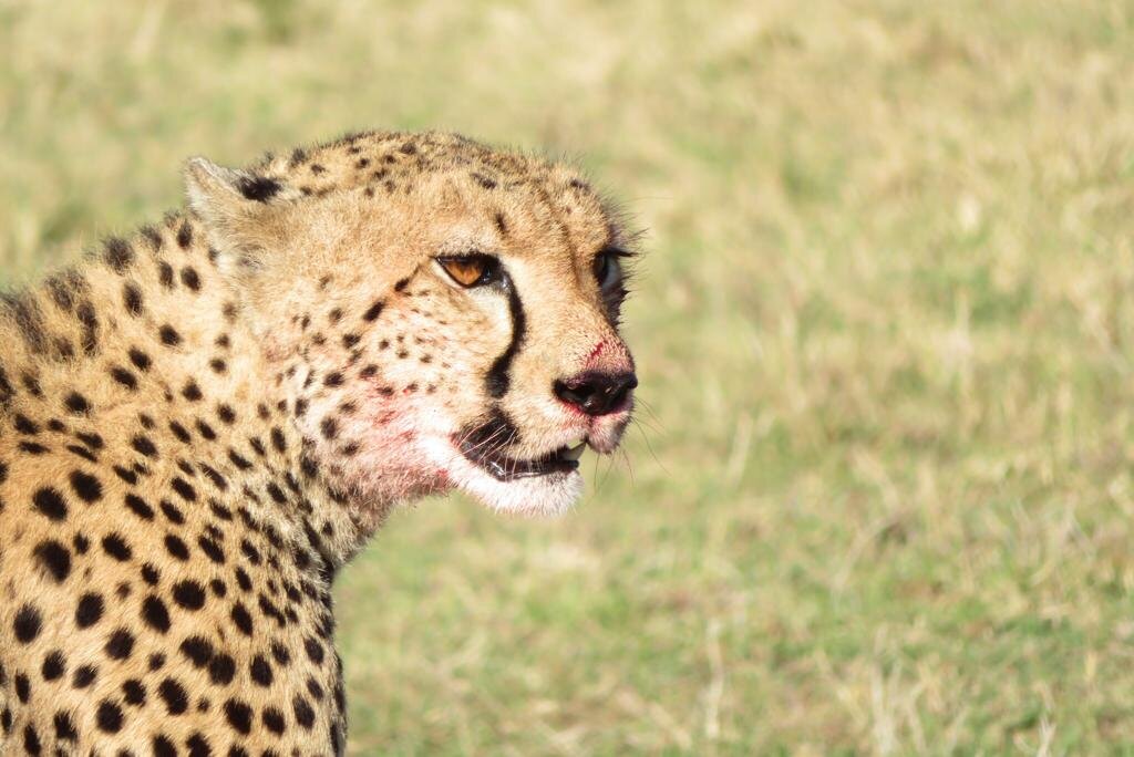Did you know, the black 'tear marks' that run down from a cheetah's eyes are thought to help reflect the glare of the sun - making it easier to hunt in the day 

__________________
www.kandilicamp.com
__________________

#kandili #camp #maasai #mara 
