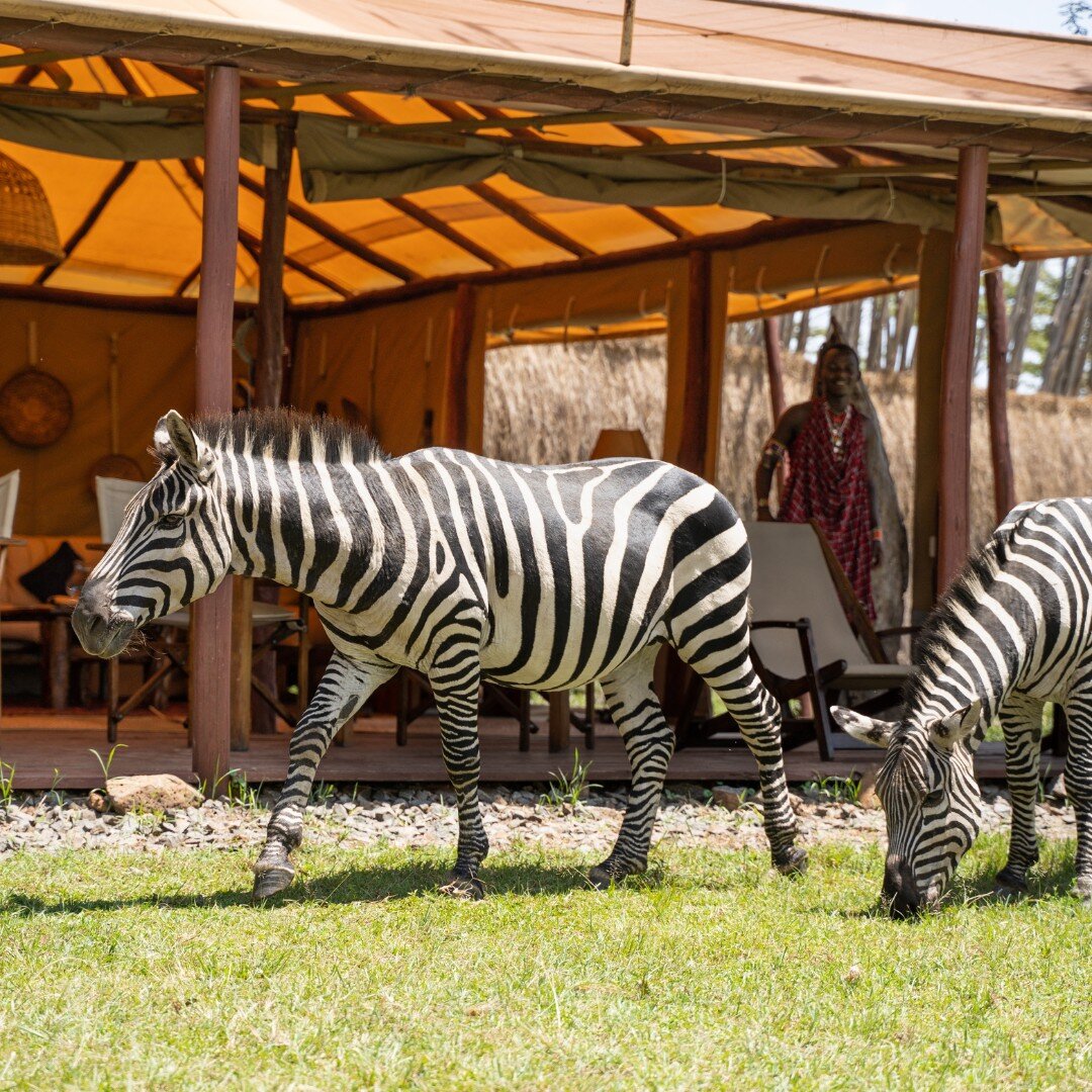 Did you know, a group of zebras is called a 'dazzle' 🦓🦓

📸 @be_for_wild 

__________________
www.kandilicamp.com
__________________

#kandil #camp #maasai #mara #zebra #wildlifephotography #photoshoot #wildlife #wilderness #stripes #camplife #safa