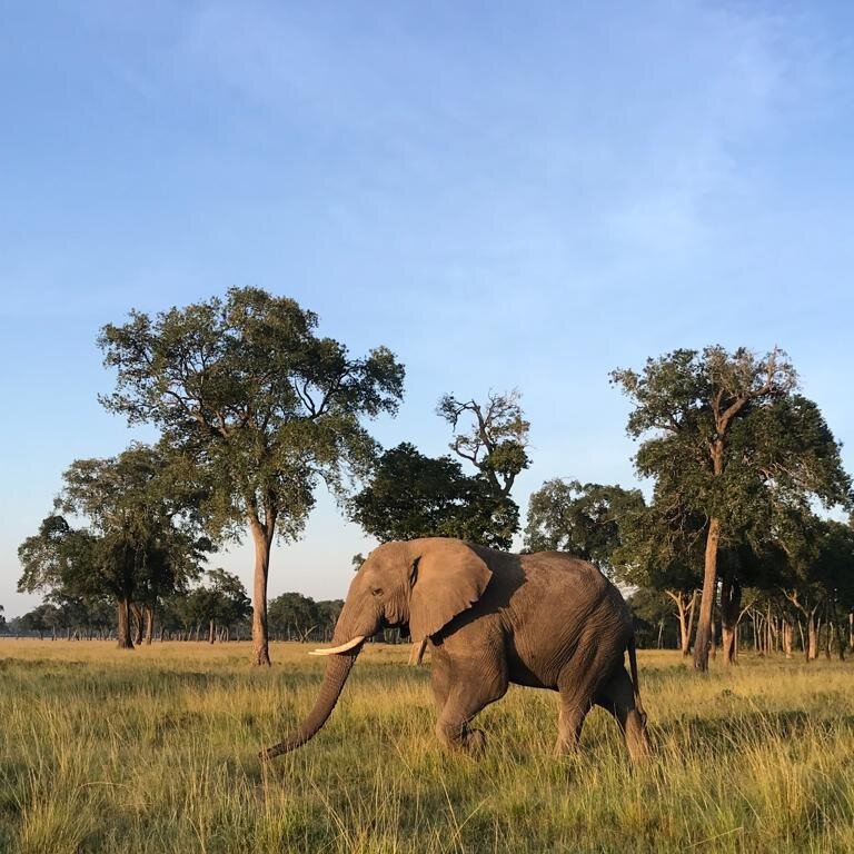 Beautiful day in the reserve 🐘

__________________
www.kandilicamp.com
__________________

#maasai #mara #exploring #elephant #elephants #wildlifephotography #photography #kandili #camp #blueskies #grasslands #giants #travelling #traveller #timetotr