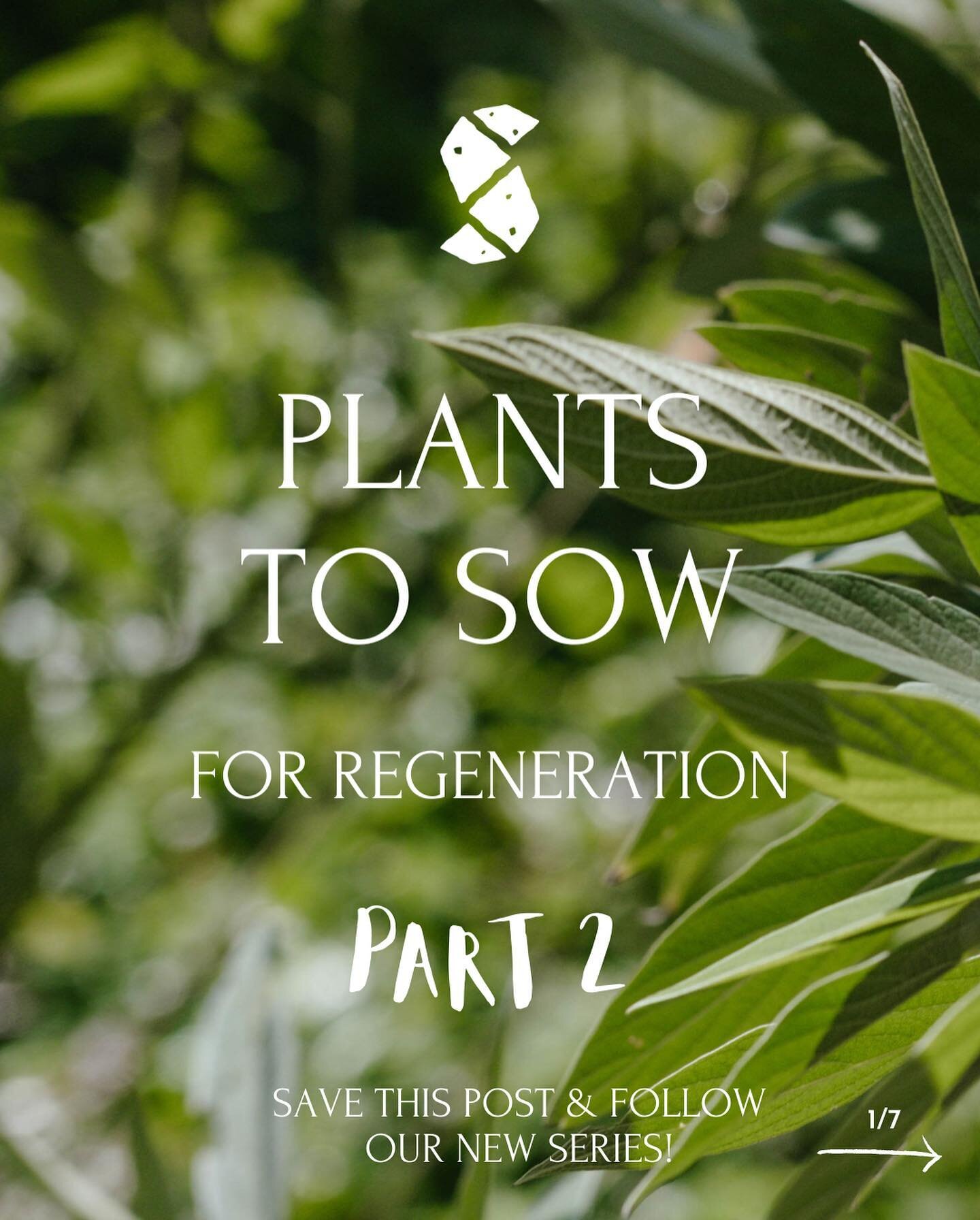 Plants To Sow For Regeneration: Part 2 ✌🏼 

Plants don't just take nutrients from the soil, they nurture the soil as they grow too. Some more so than others! Follow our new series where we explore some super plants that are great for amending poor s