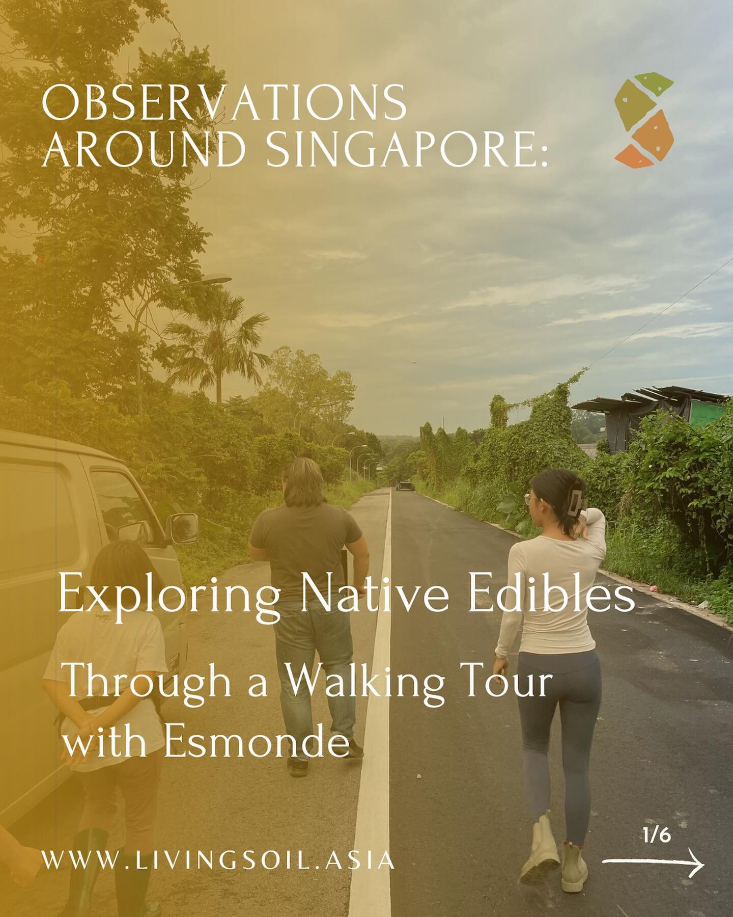 A few months ago, the Living Soil team went on an edible walking tour with Esmonde, @earthwalkerssg earthwalkersg in Sungei Tengah!

It was a sunny morning 🌞 , and as we walked down the road, we felt our vision expanding as Esmonde started pointing 