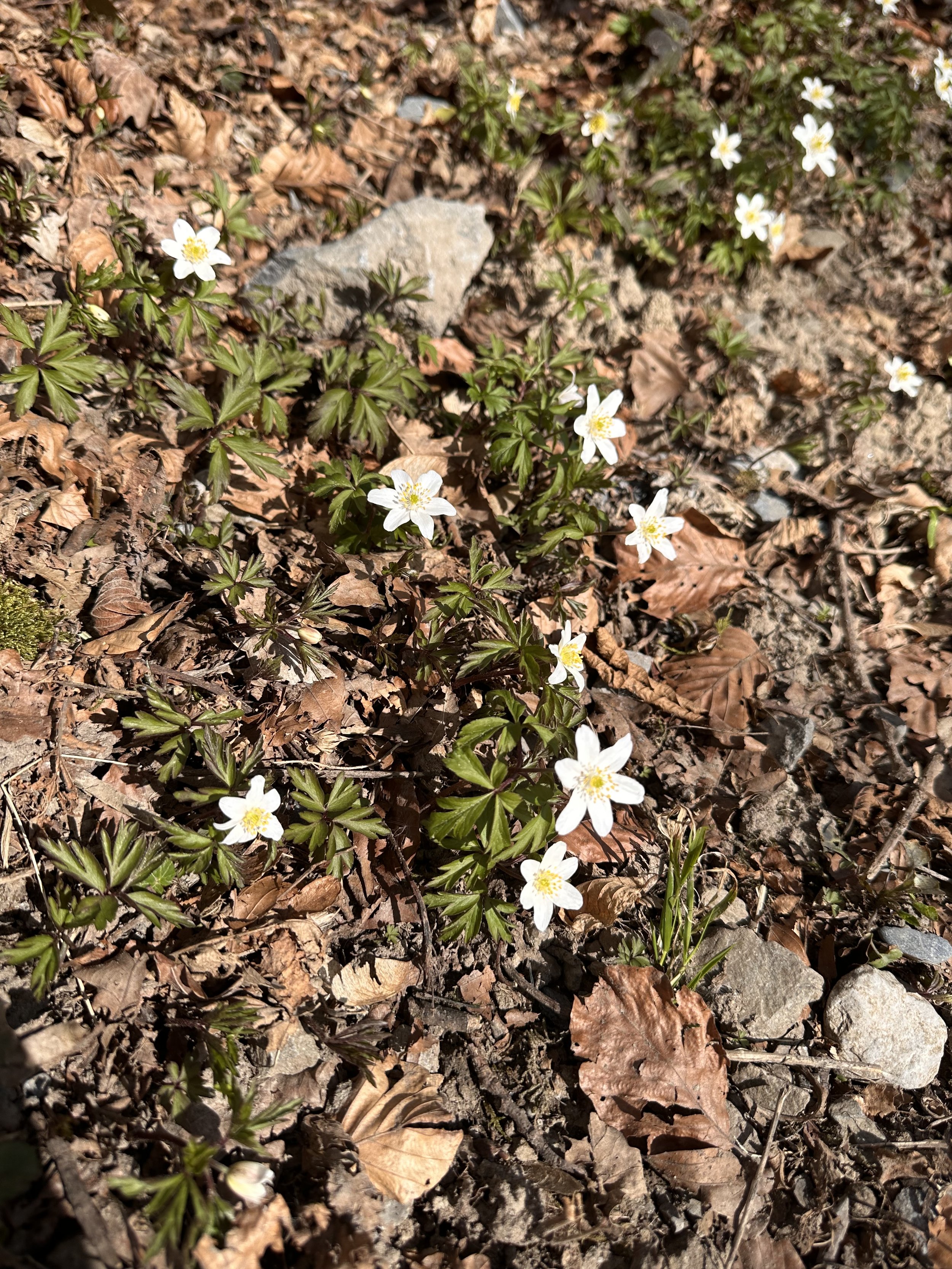 Tagesretreat Frühlingserwachen