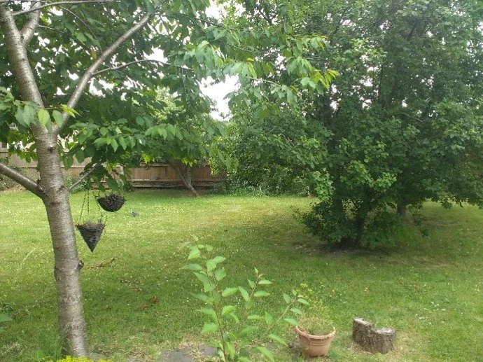 The garden initially (3)