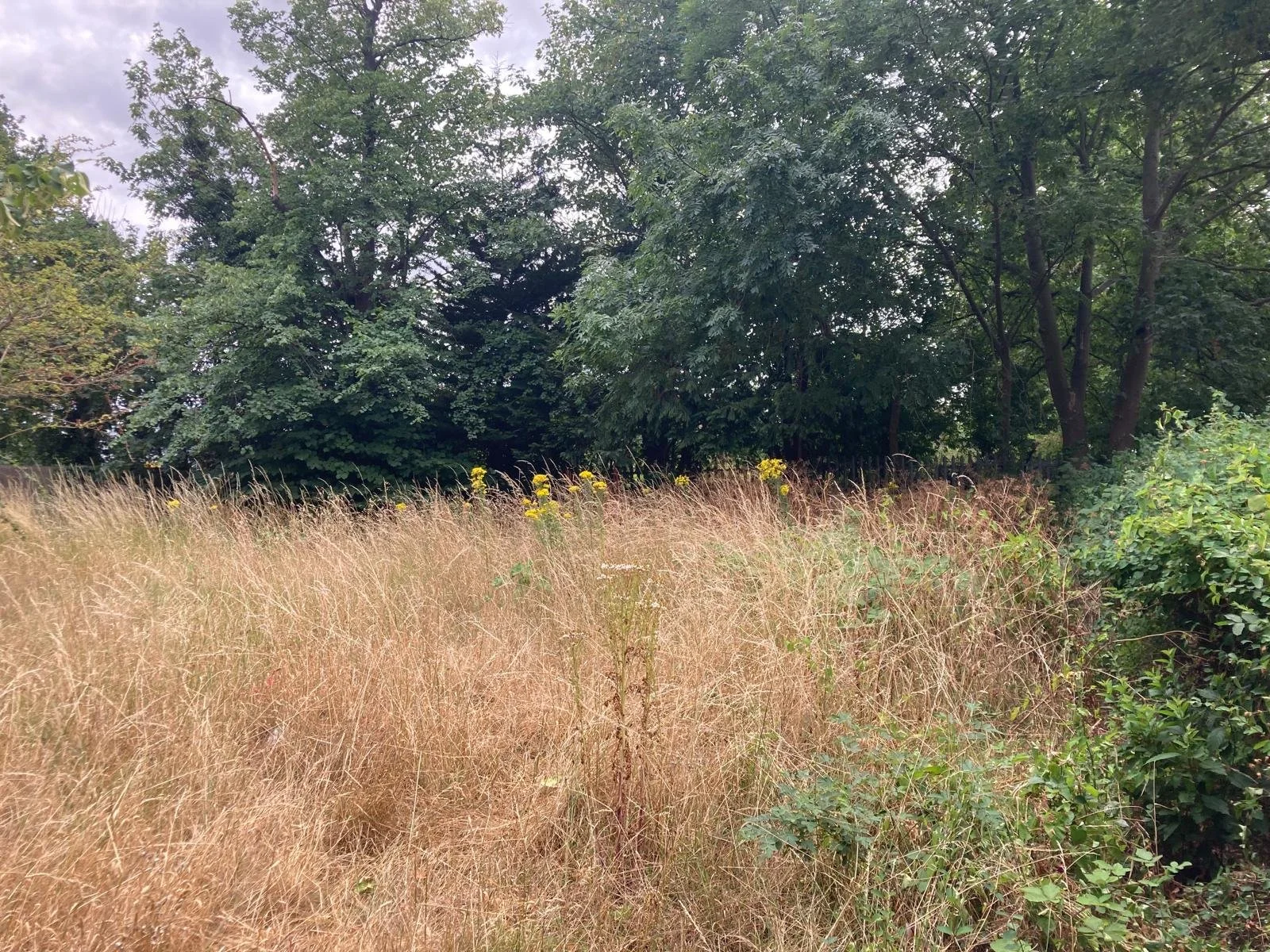 The plot as it currently stands