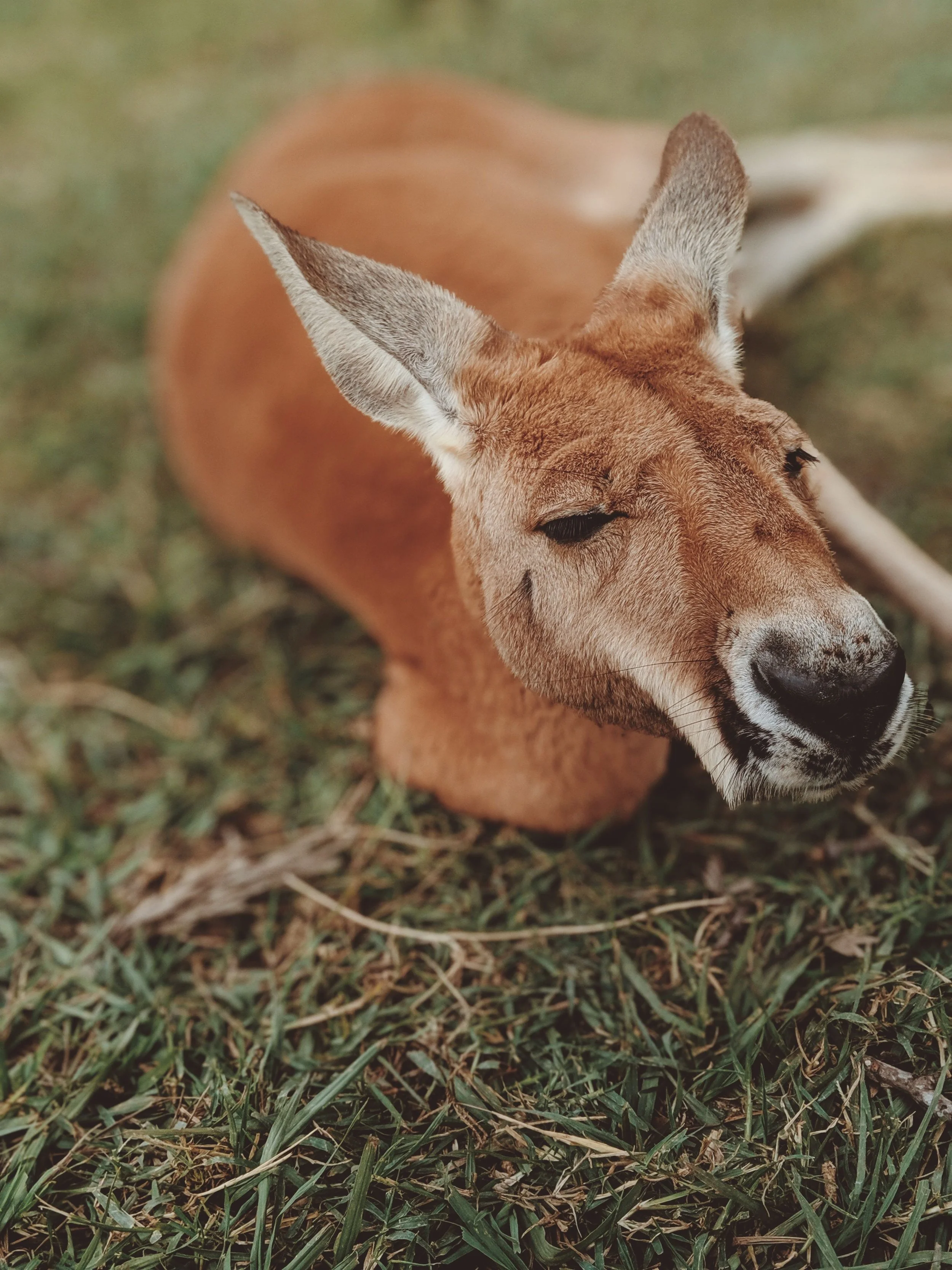 Aulive in June: New Partnerships, New Placements, and Big Steps Forward for UK Midwives Moving to Australia