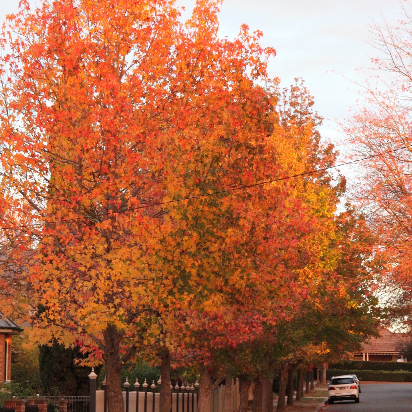 Goulburn is beautiful in all seasons but there is something magical about Autumn. The Autumn colour compliments the amazing heritage architecture of the city and it makes for fantastic walks. All small details homes are carefully restored heritage pr