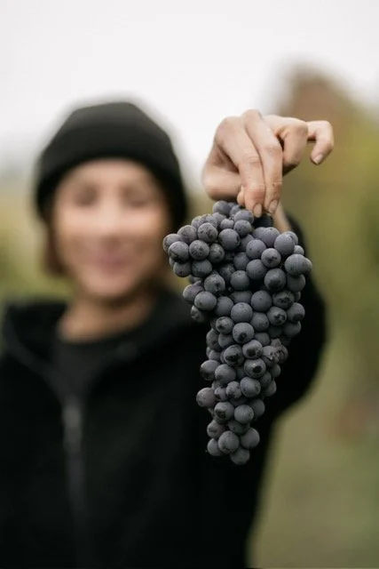 Vinsmaking Brandini