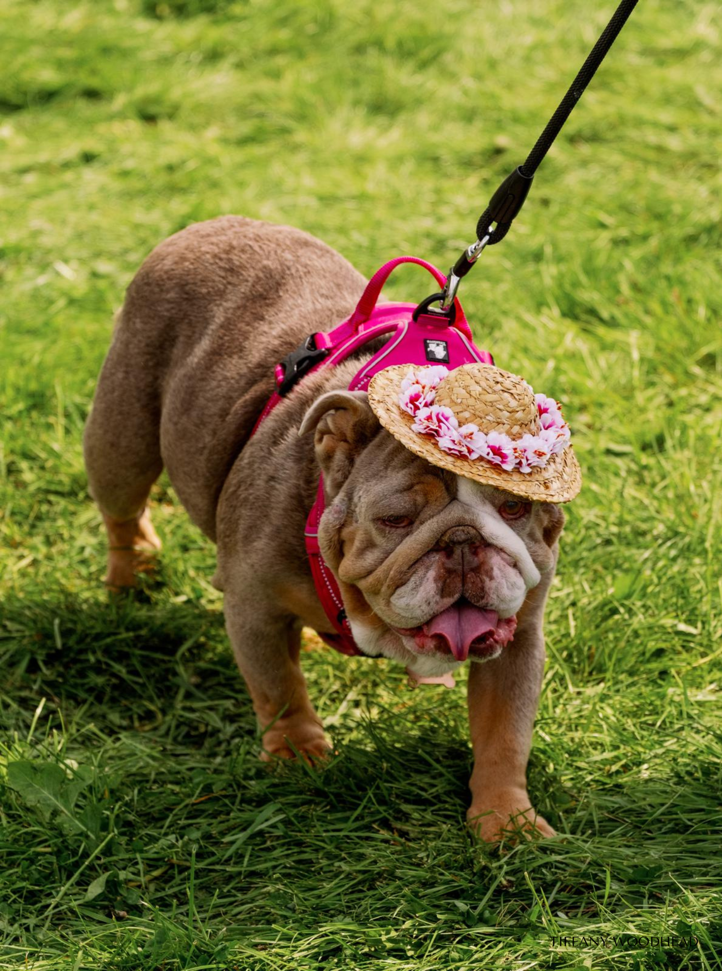 A brown bulldog wearing a pink harness and a straw hat with pink and white flowers, walking on a grassy field, with a leash attached to the harness.